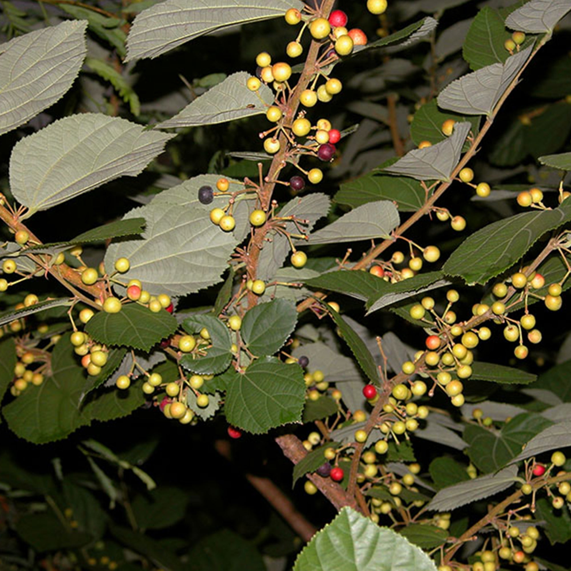 Phalsa Plant ( Pre-Order for May 2026 )