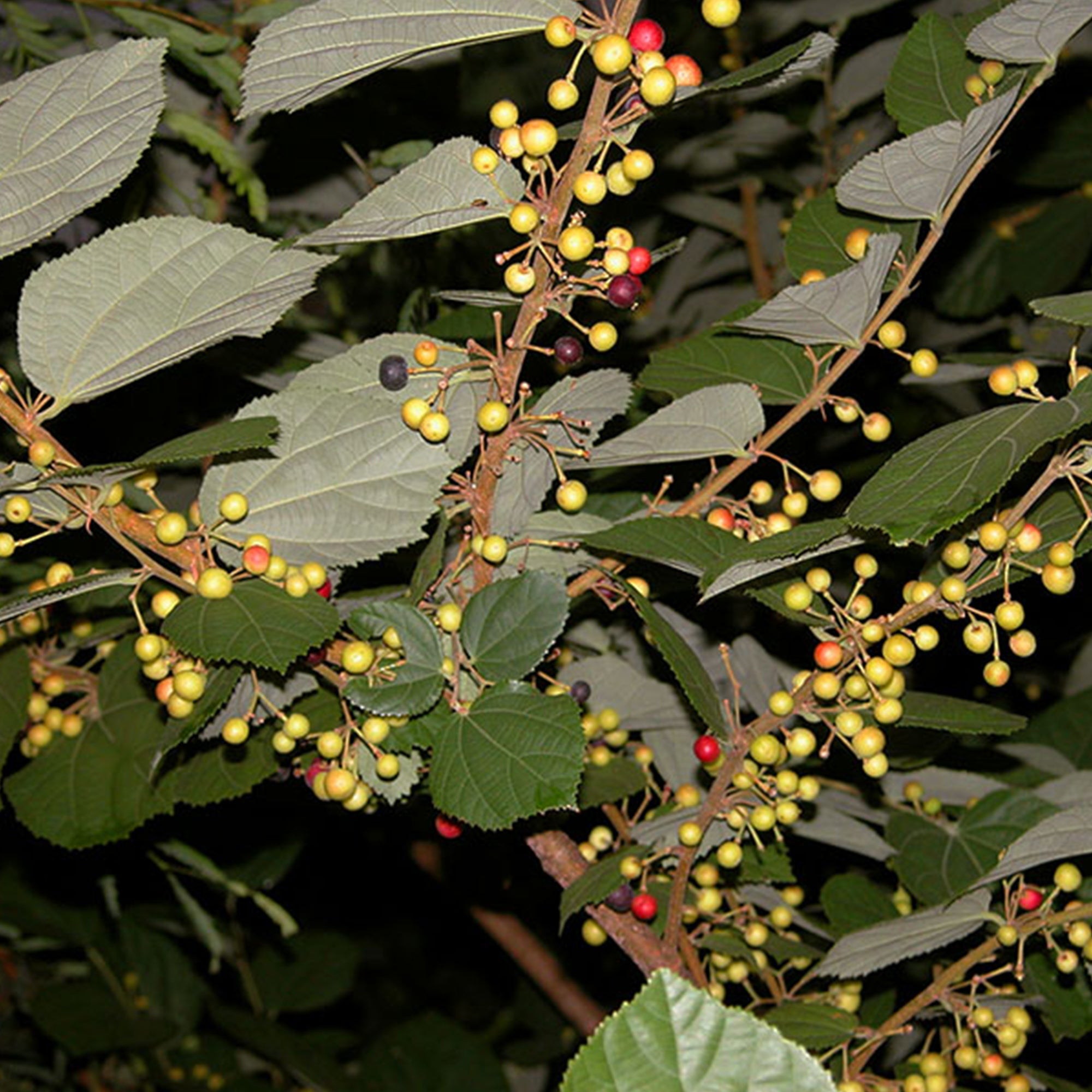 Phalsa Plant