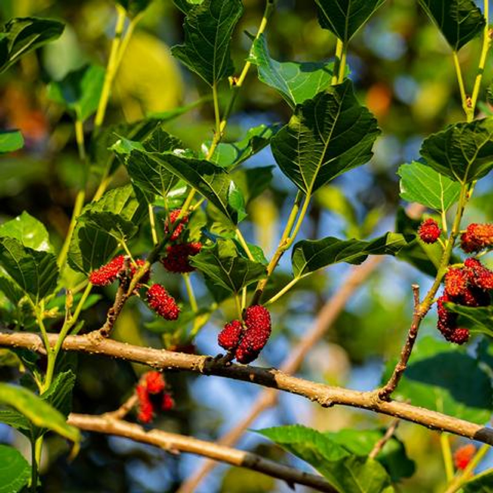 Red Mulberry - Fruit Bearing Unrooted Cuttings ( Pre-Order for May 2026 )