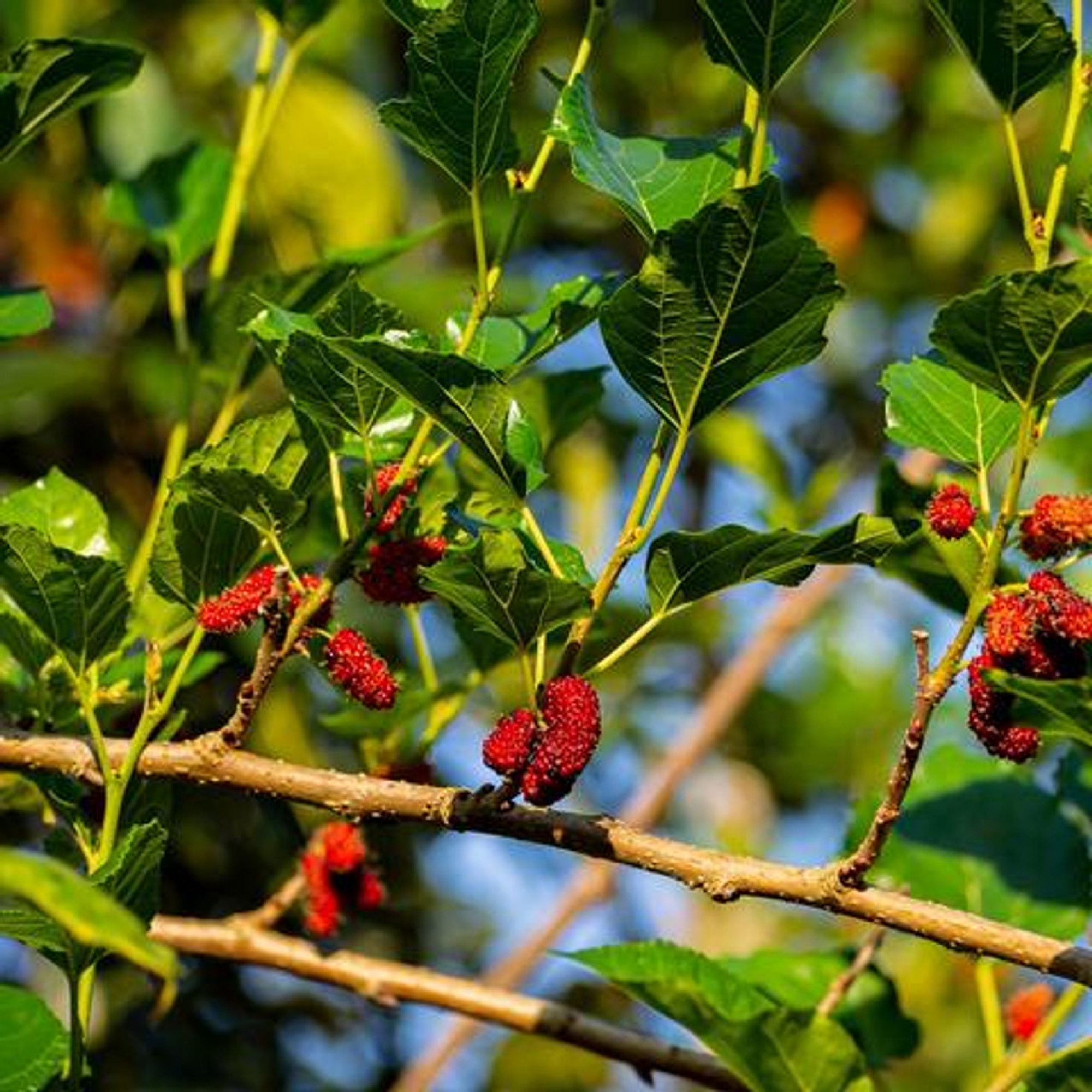 Red Mulberry - Fruit Bearing Unrooted Cuttings - Pre Order for May 2024