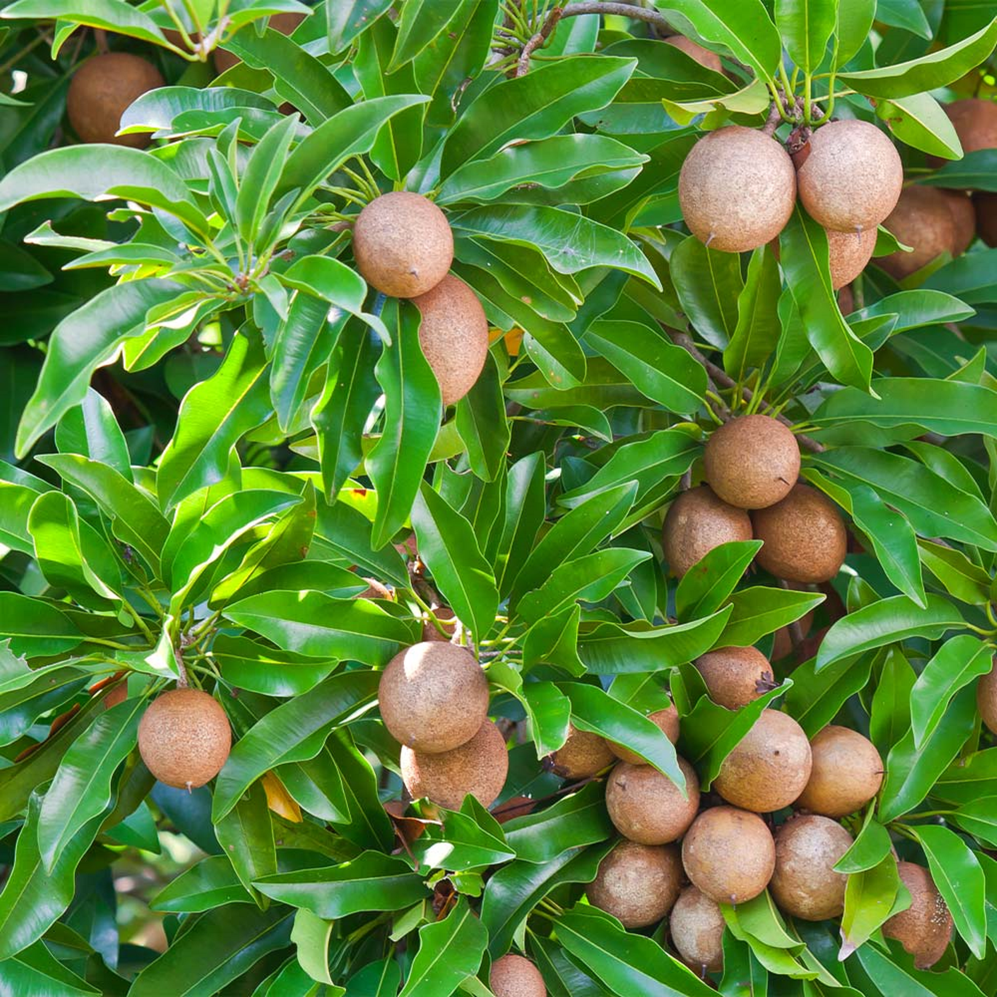 Sapodilla plant ( Pre-Order for May 2026 )