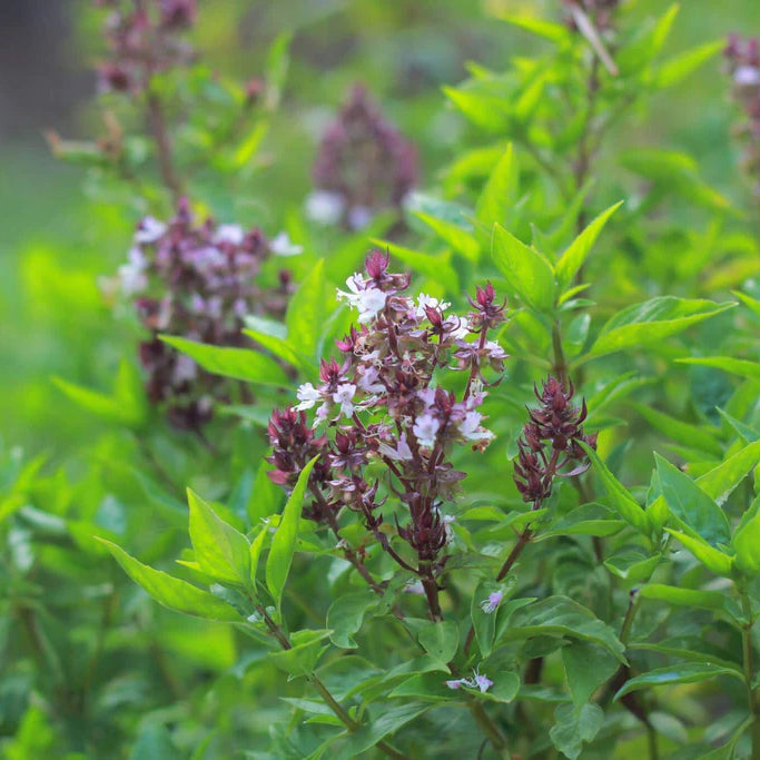 Tulsi ( Indian Tulsi / Basil / Tulsai ) – Tropical Herb
