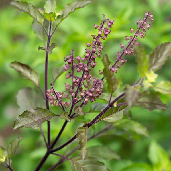 Tulsi ( Indian Tulsi / Basil / Tulsai ) – Tropical Herb ( Pre-Order for  July 2026 )