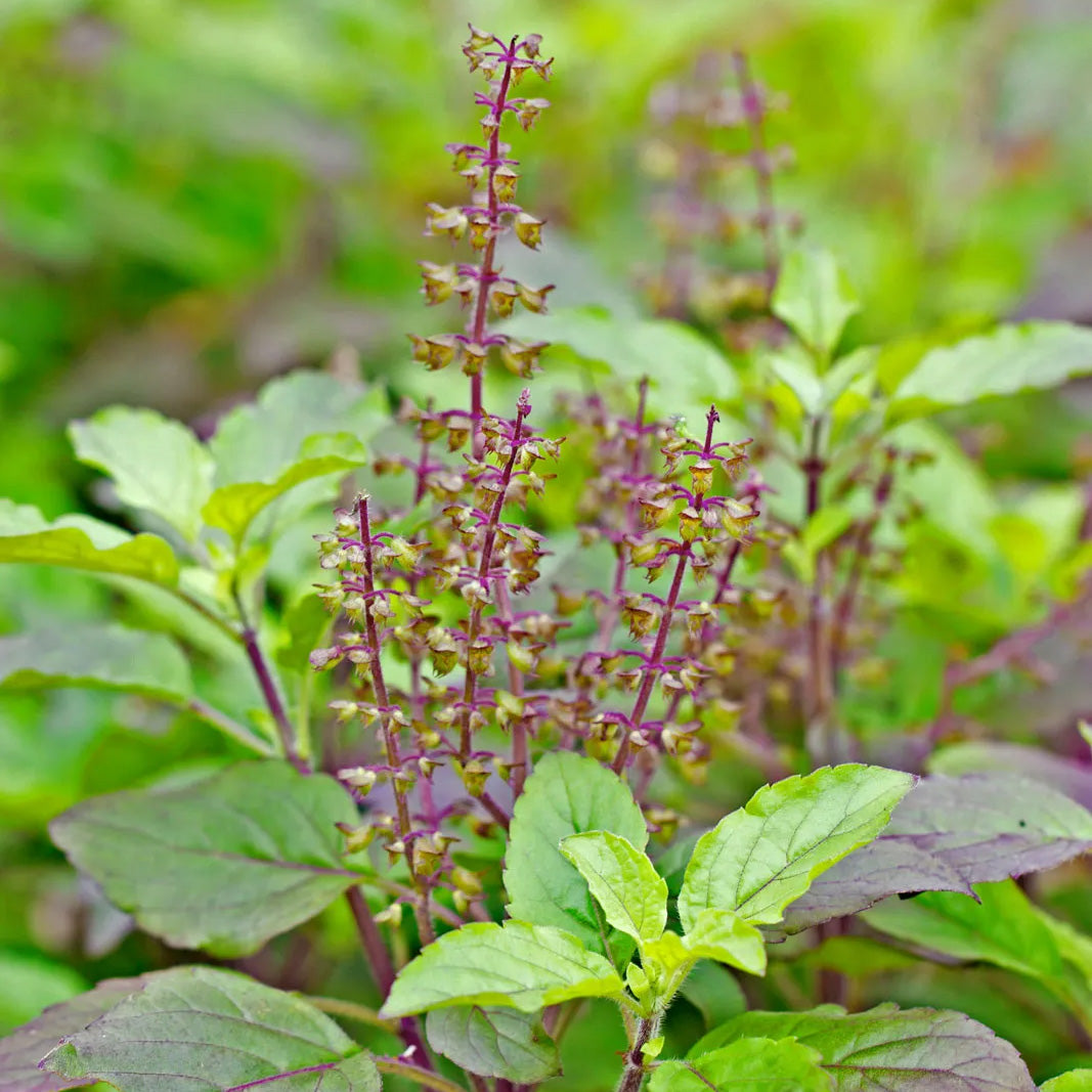 Tulsi ( Indian Tulsi / Basil / Tulsai ) – Tropical Herb