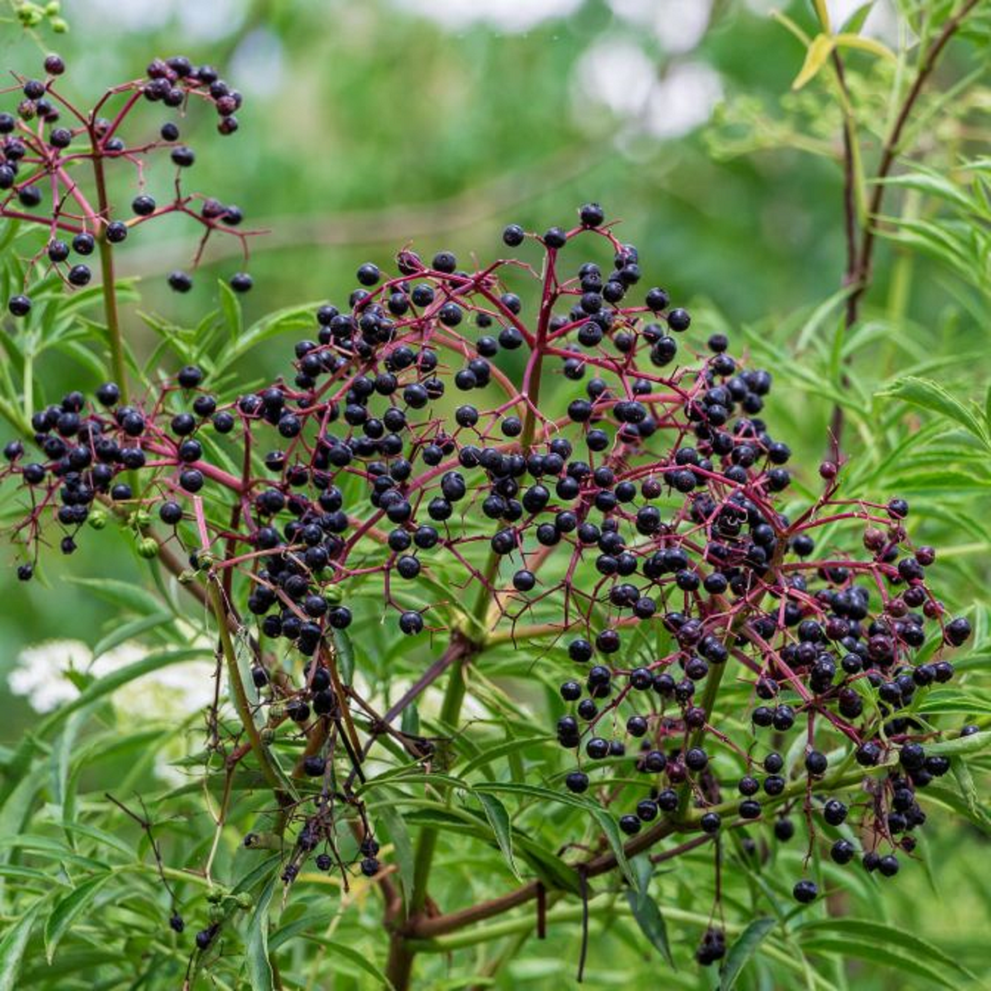 American Elderberry Plant