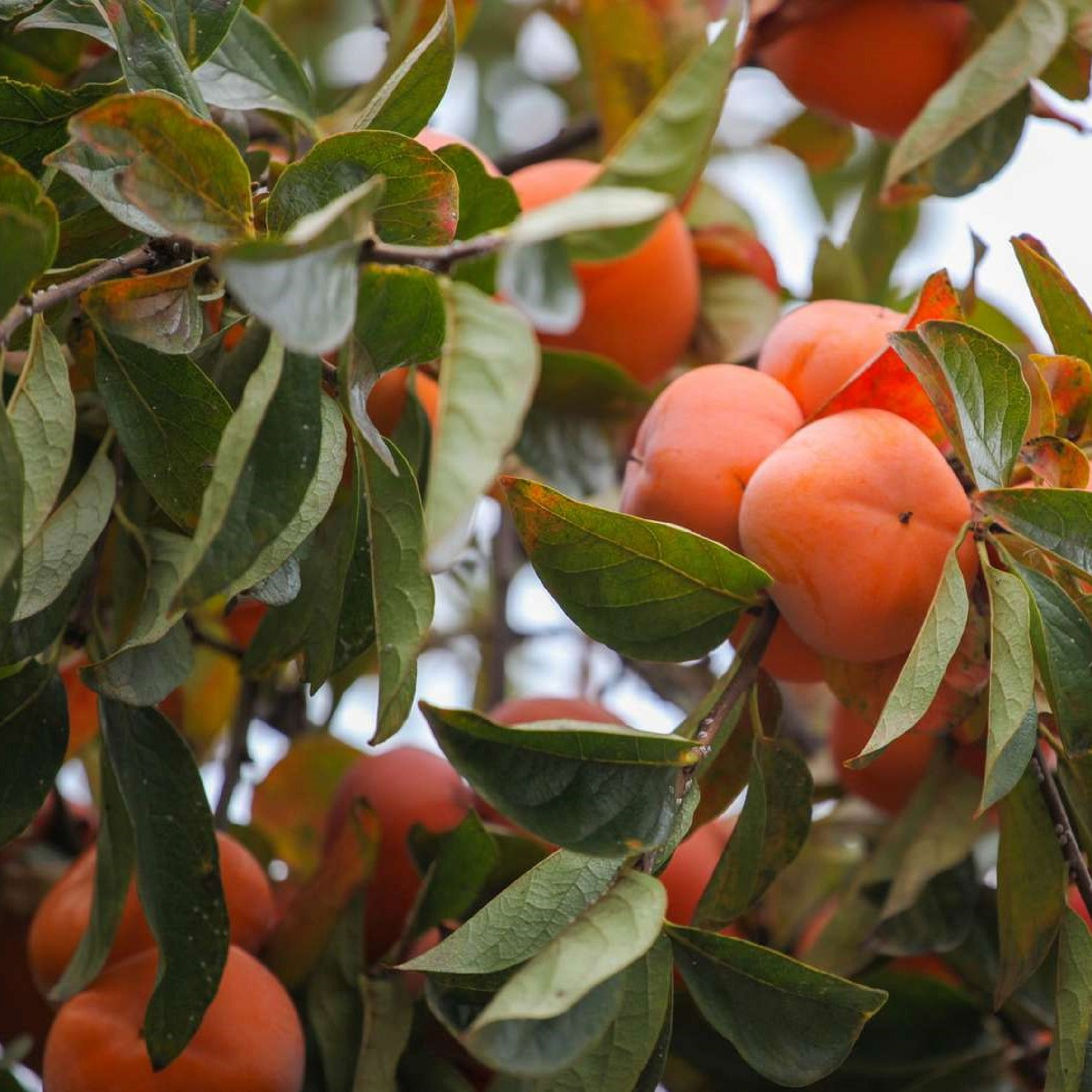 American Persimmon Plant ( Pre-Order for May 2026 )