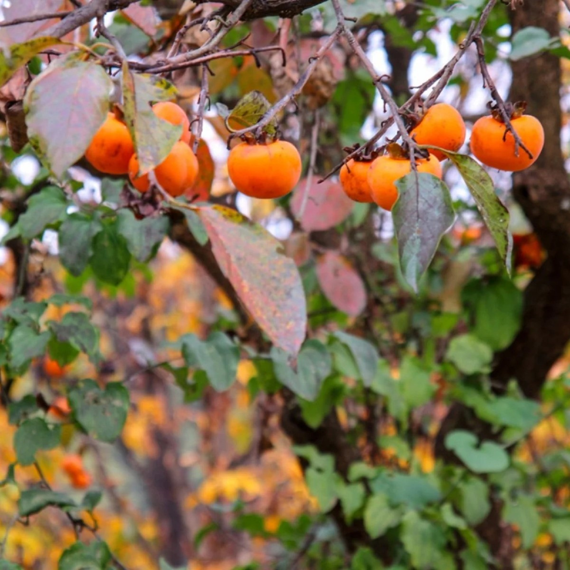 American Persimmon Plant ( Pre-Order for May 2026 )