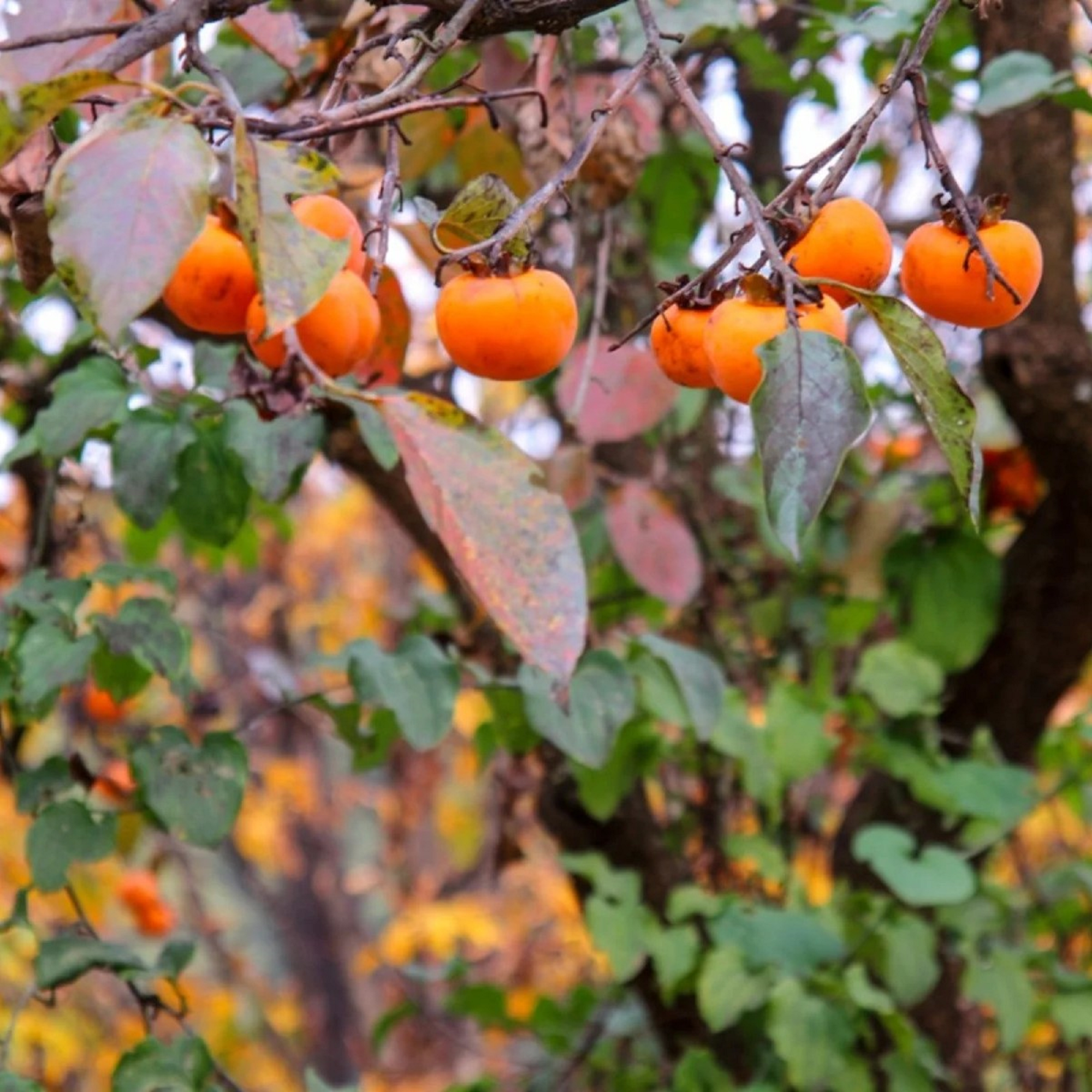 American Persimmon Plant