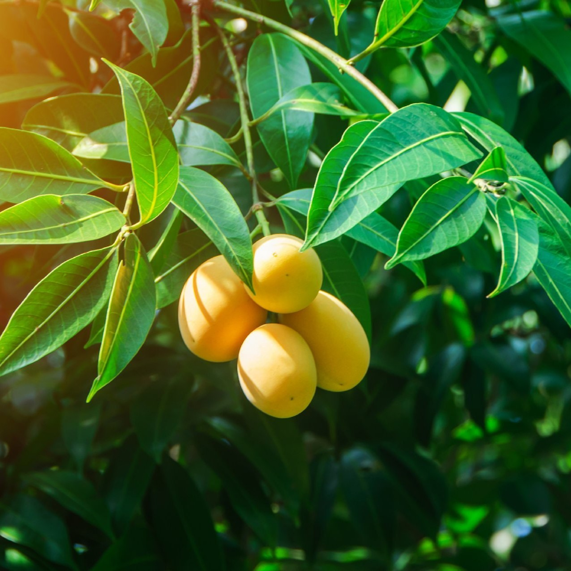 Ataulfo Mango Seedlings ( Pre-Order for May 2026 )