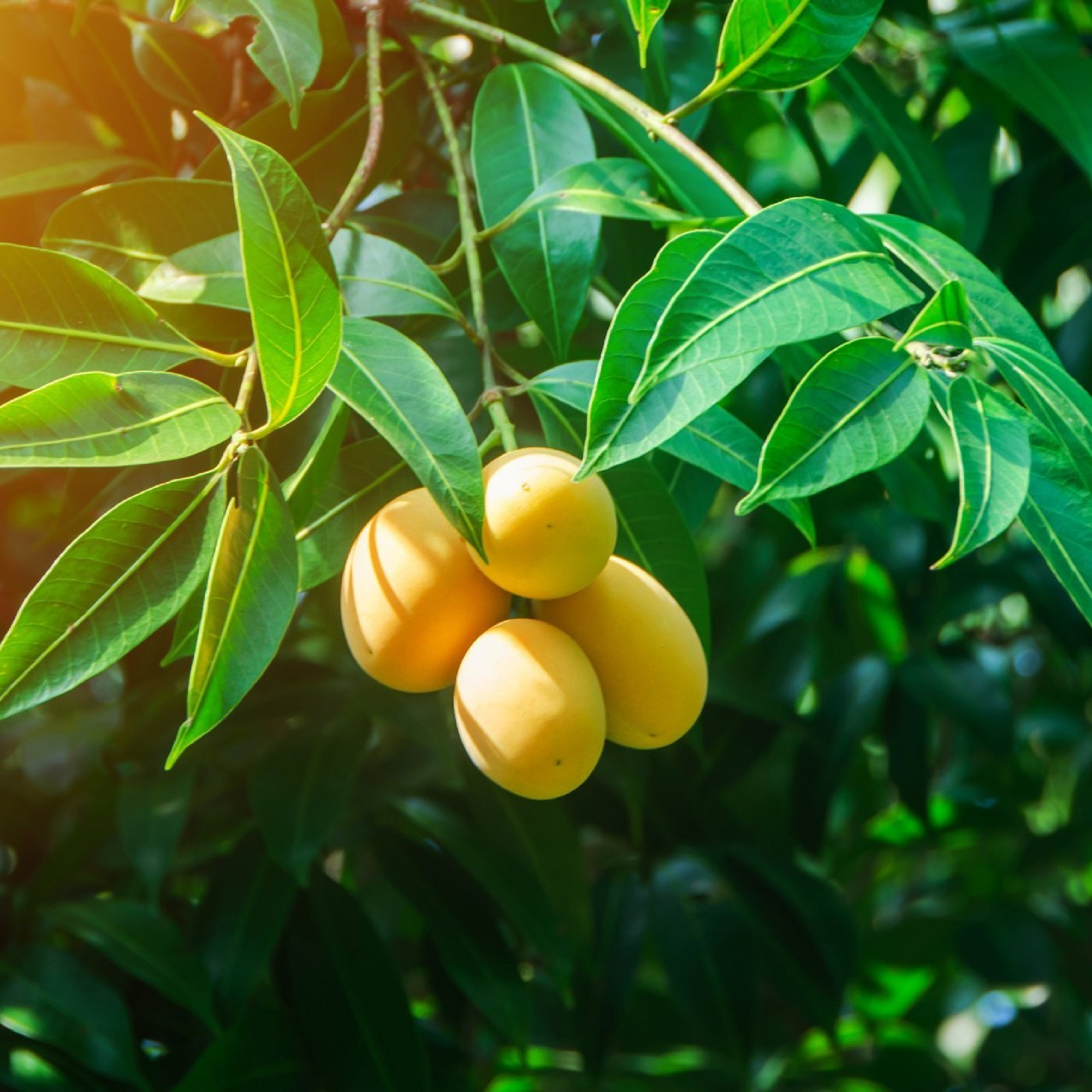 Ataulfo Mango Seedlings