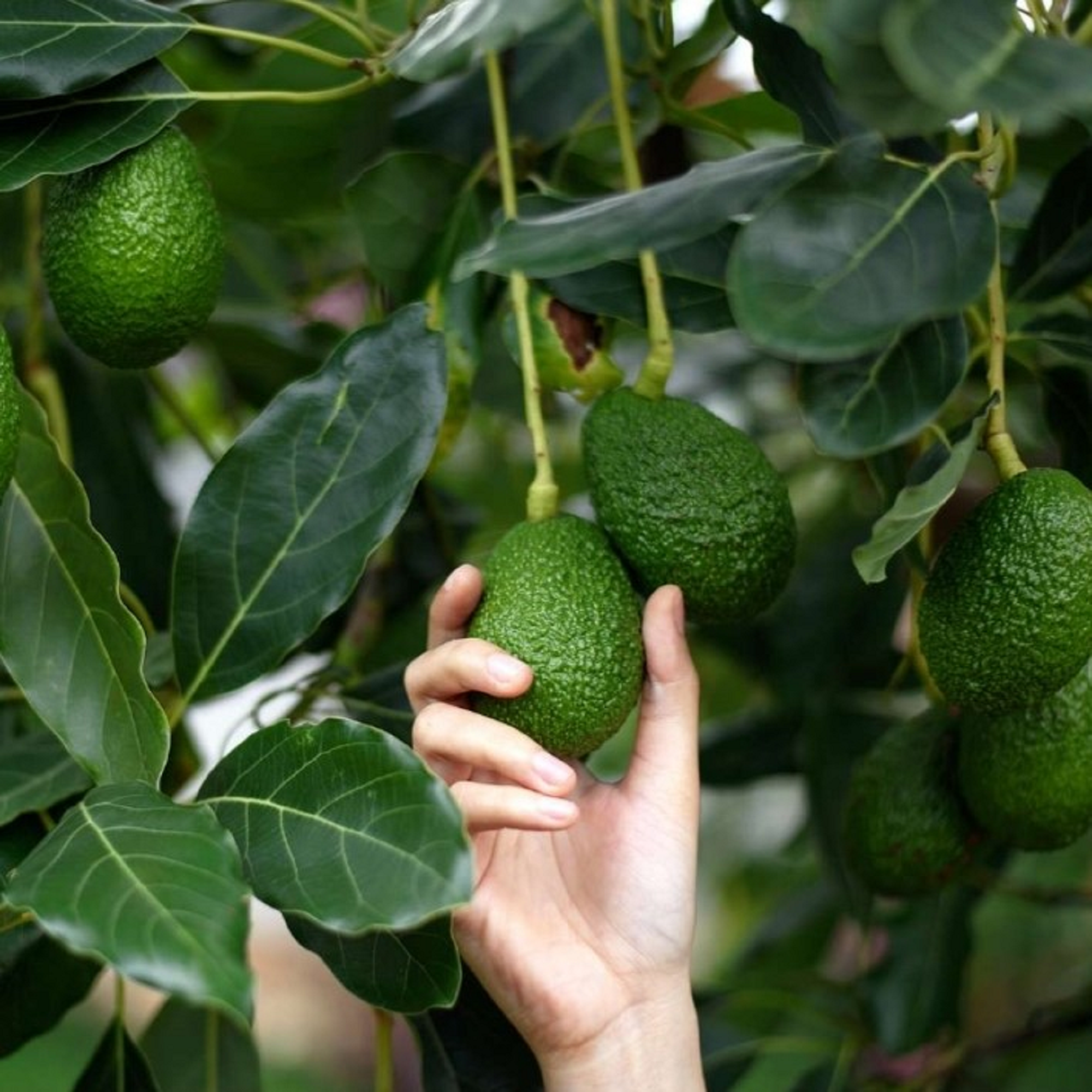 Avocado Plant ( Pre-Order for May 2026 )