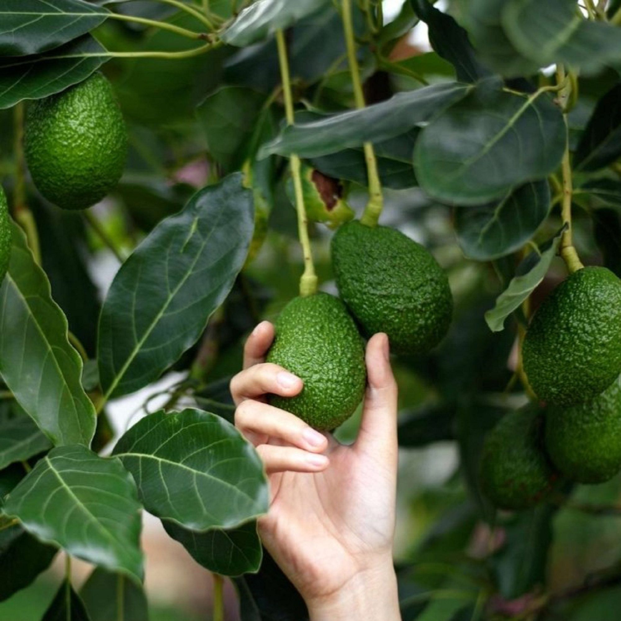 Avocado Plant