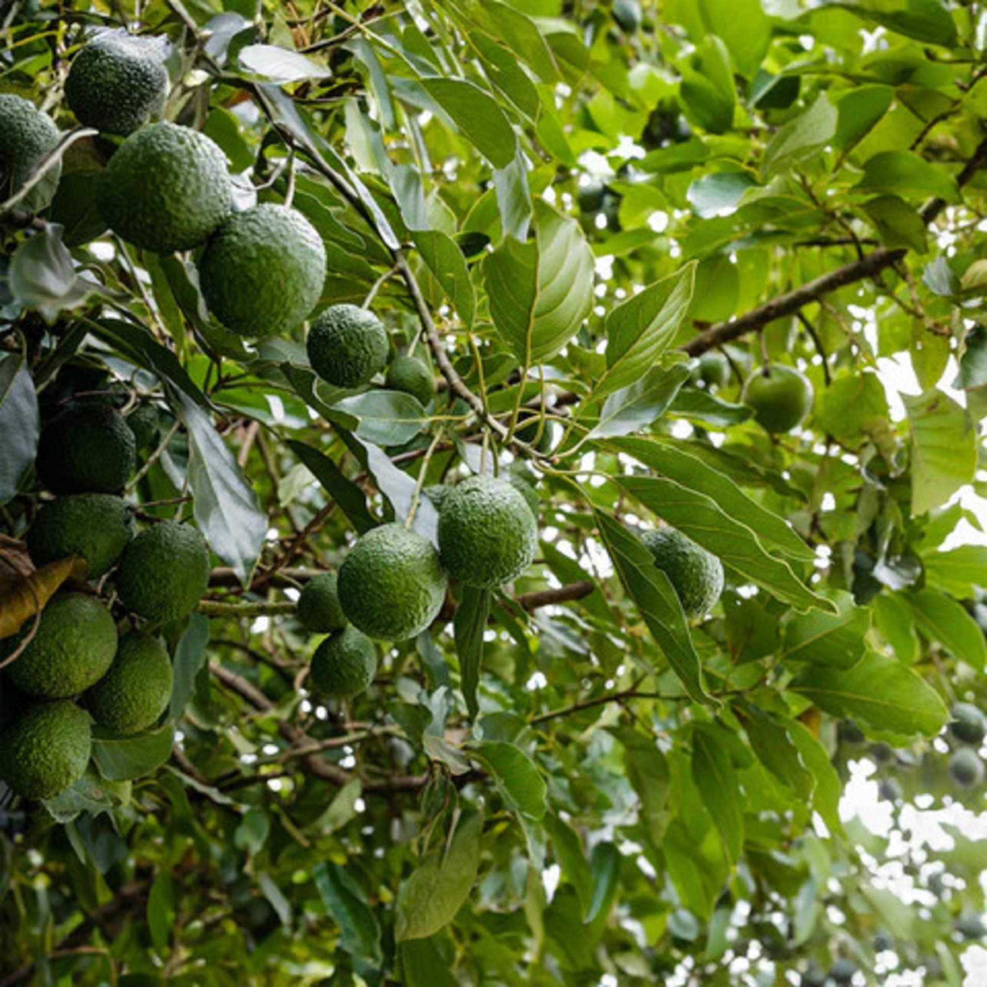Avocado Plant ( Pre-Order for May 2026 )