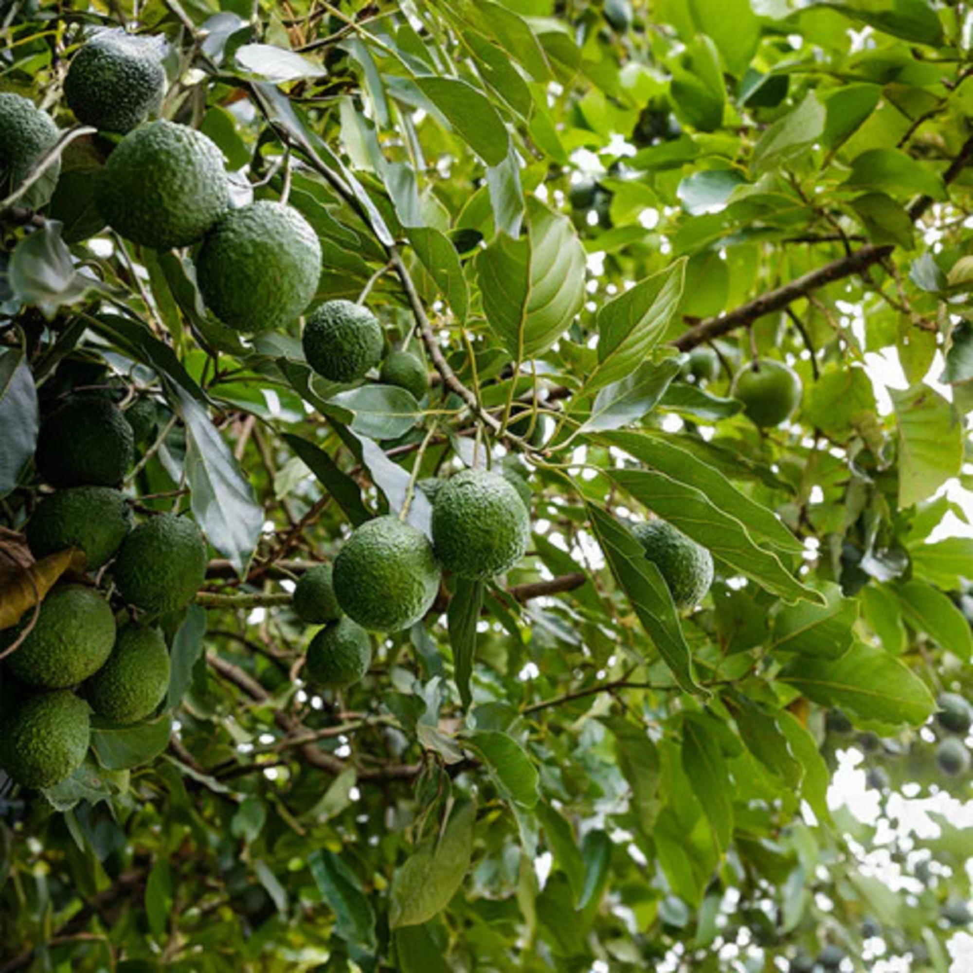 Avocado Plant