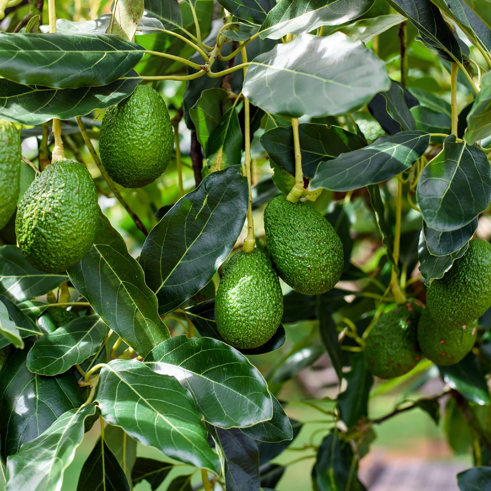 Avocado Plant ( Pre-Order for May 2026 )