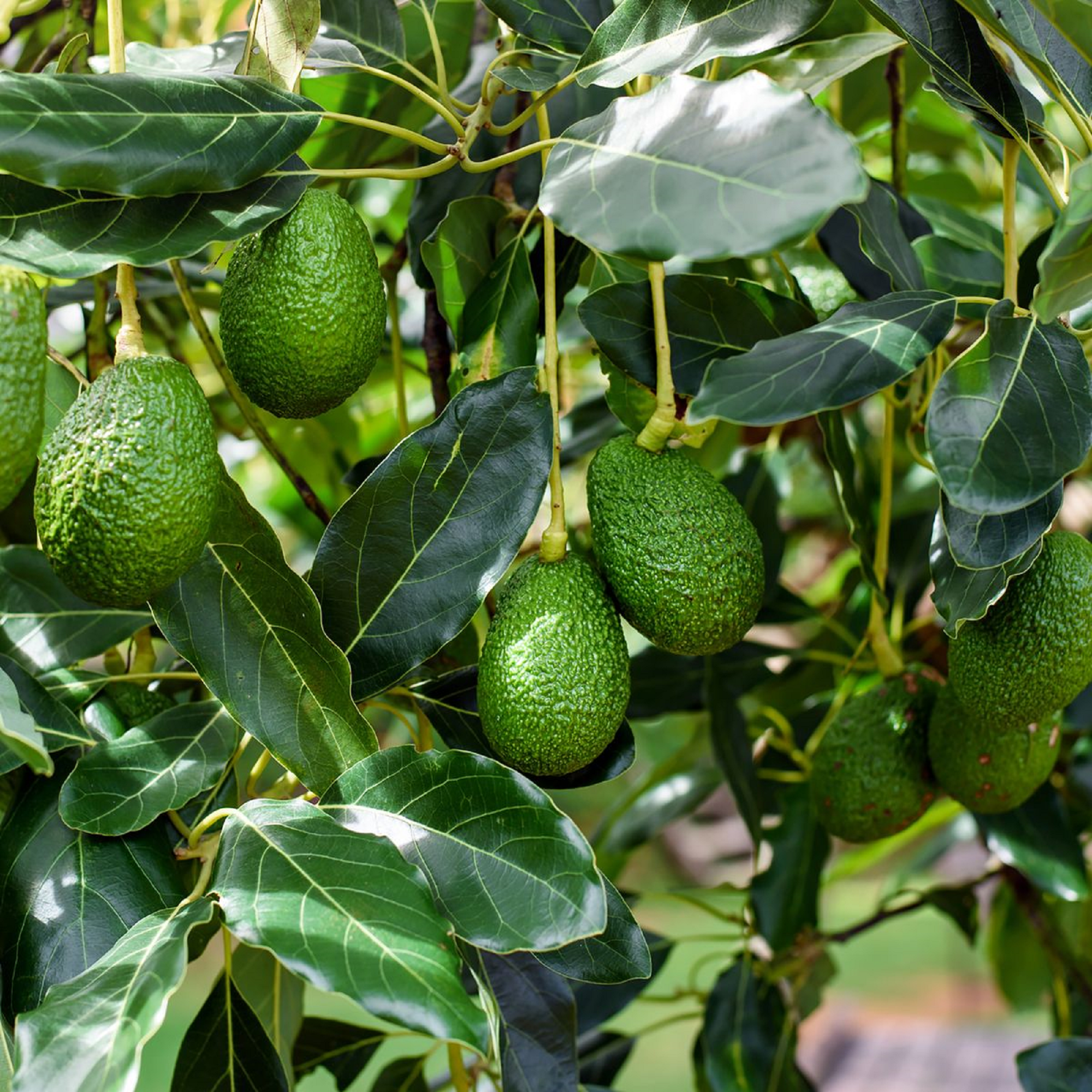 Avocado Plant