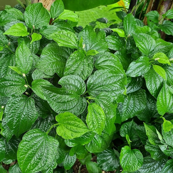 indoor betel leaf plant Sweet Betel Leaf Plant ( Pre-Order for July 2026 ) – M M Nurseries