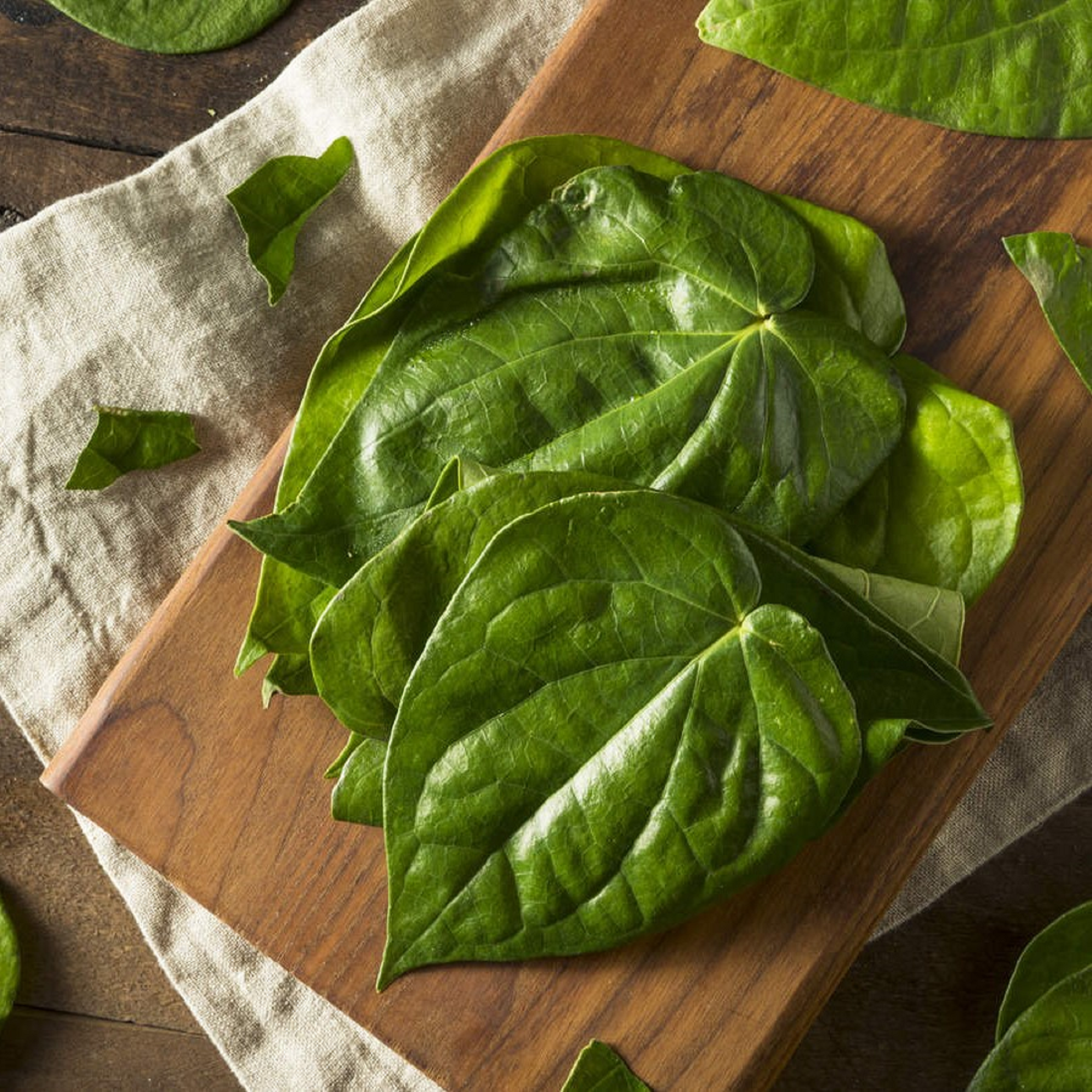 Sweet Betel Leaf Plant ( Pre-Order for May 2026 )