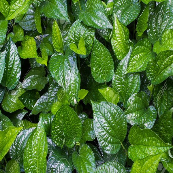 Sweet Betel Leaf Plant ( Pre-Order for July 2026 ) – M M Nurseries