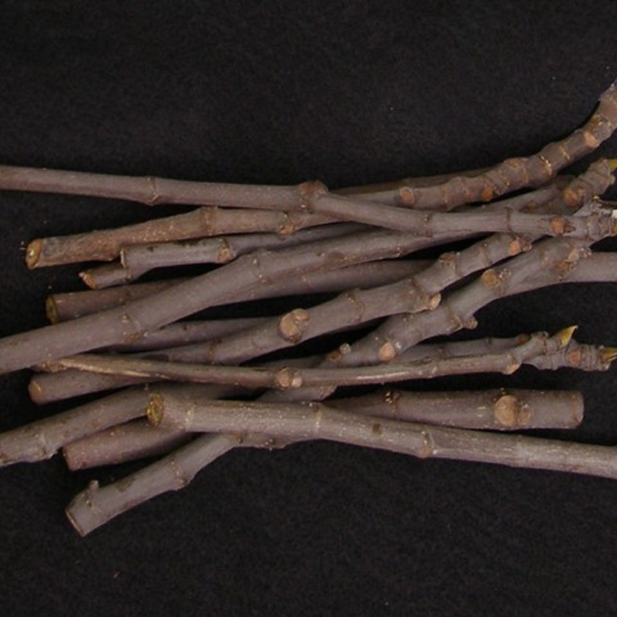 Black Mission Fig - Unrooted Cuttings ( Buy 1 Get 1 Free ) ( Pre-Order for May 2026 )
