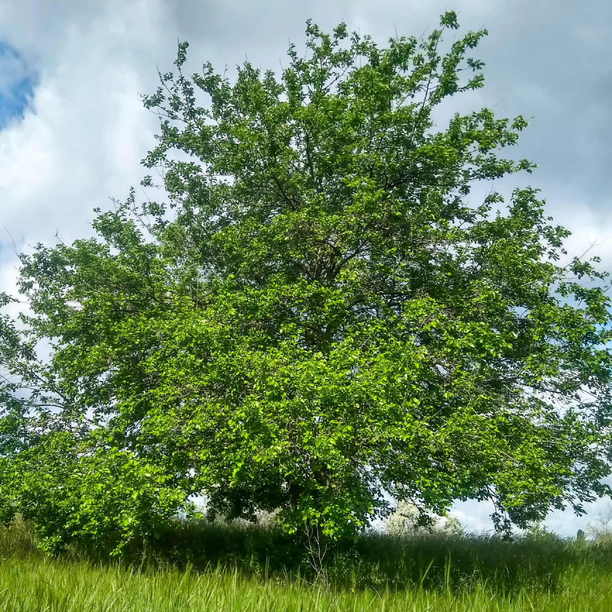 Black Mulberry - Unrooted Cuttings ( Buy 1 Get 1 Free ) ( Pre-Order for May 2026 )