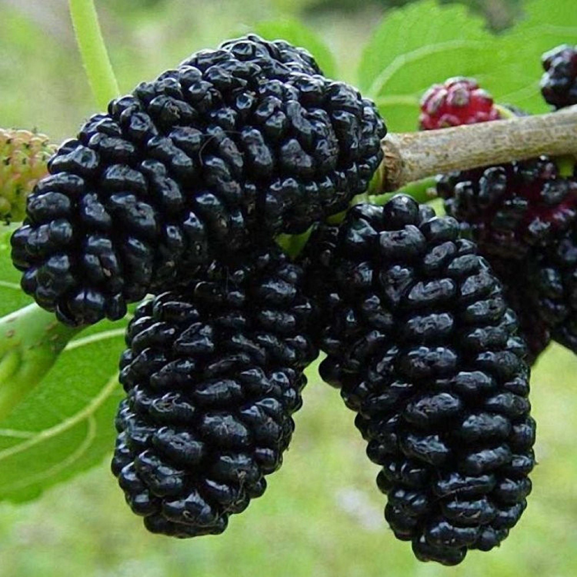 Black Mulberry - Unrooted Cuttings ( Buy 1 Get 1 Free ) ( Pre-Order for May 2026 )