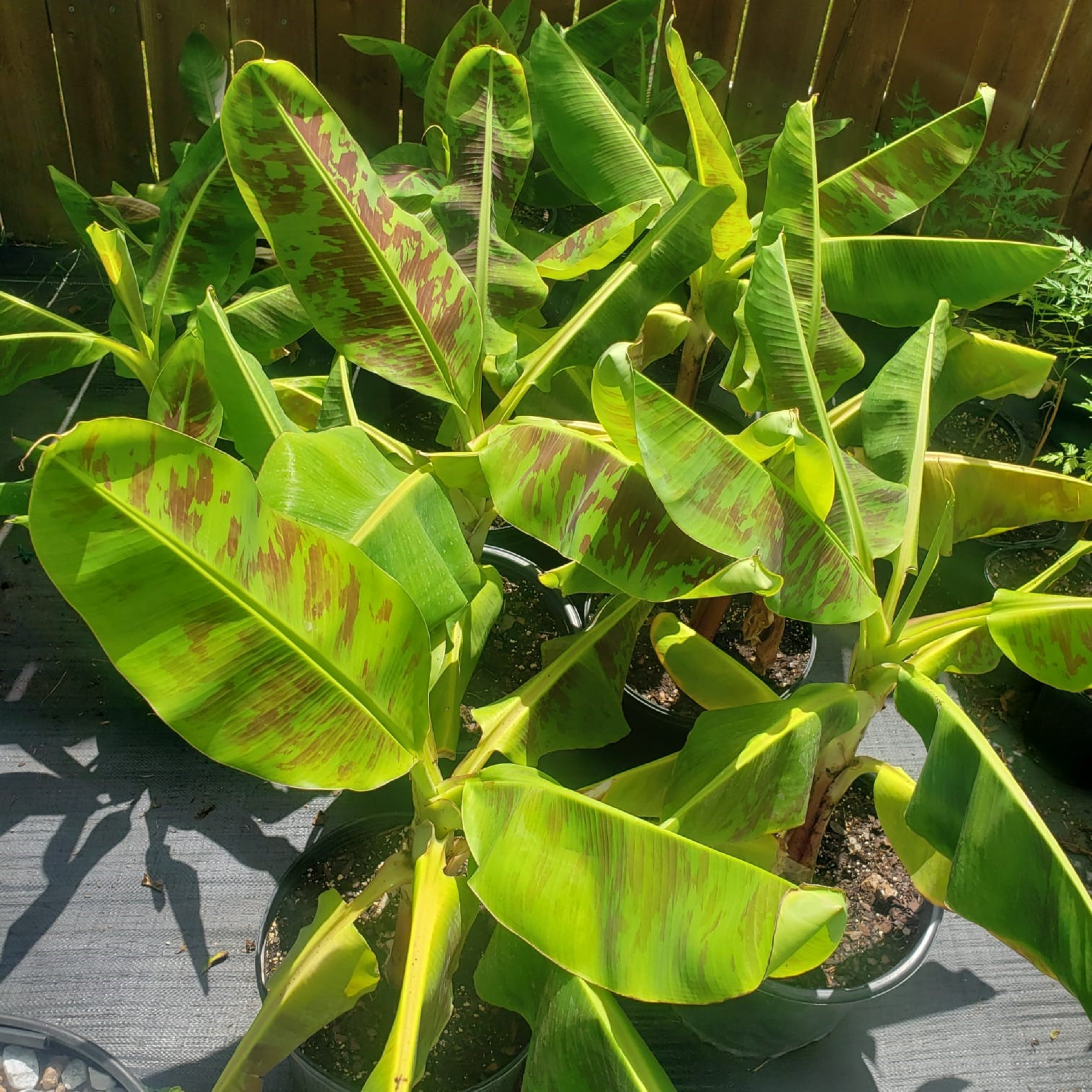 Dwarf Cavendish Banana Plant ( Pre-Order for May 2026 )
