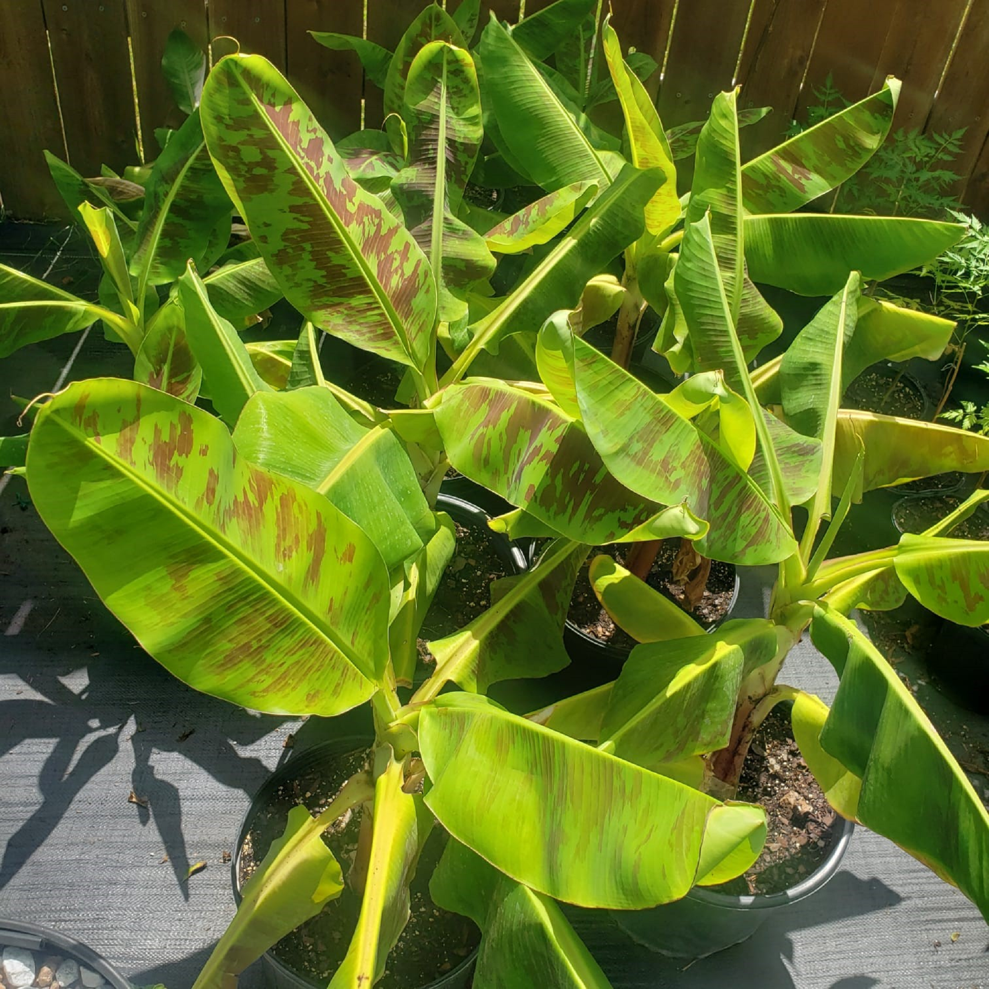 Dwarf Cavendish Banana Plant