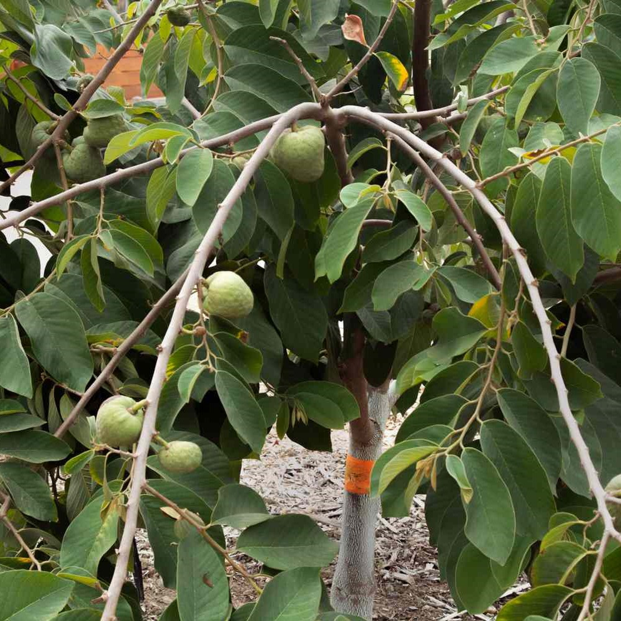 Custard Apple Plant ( Pre-Order for May 2026 )