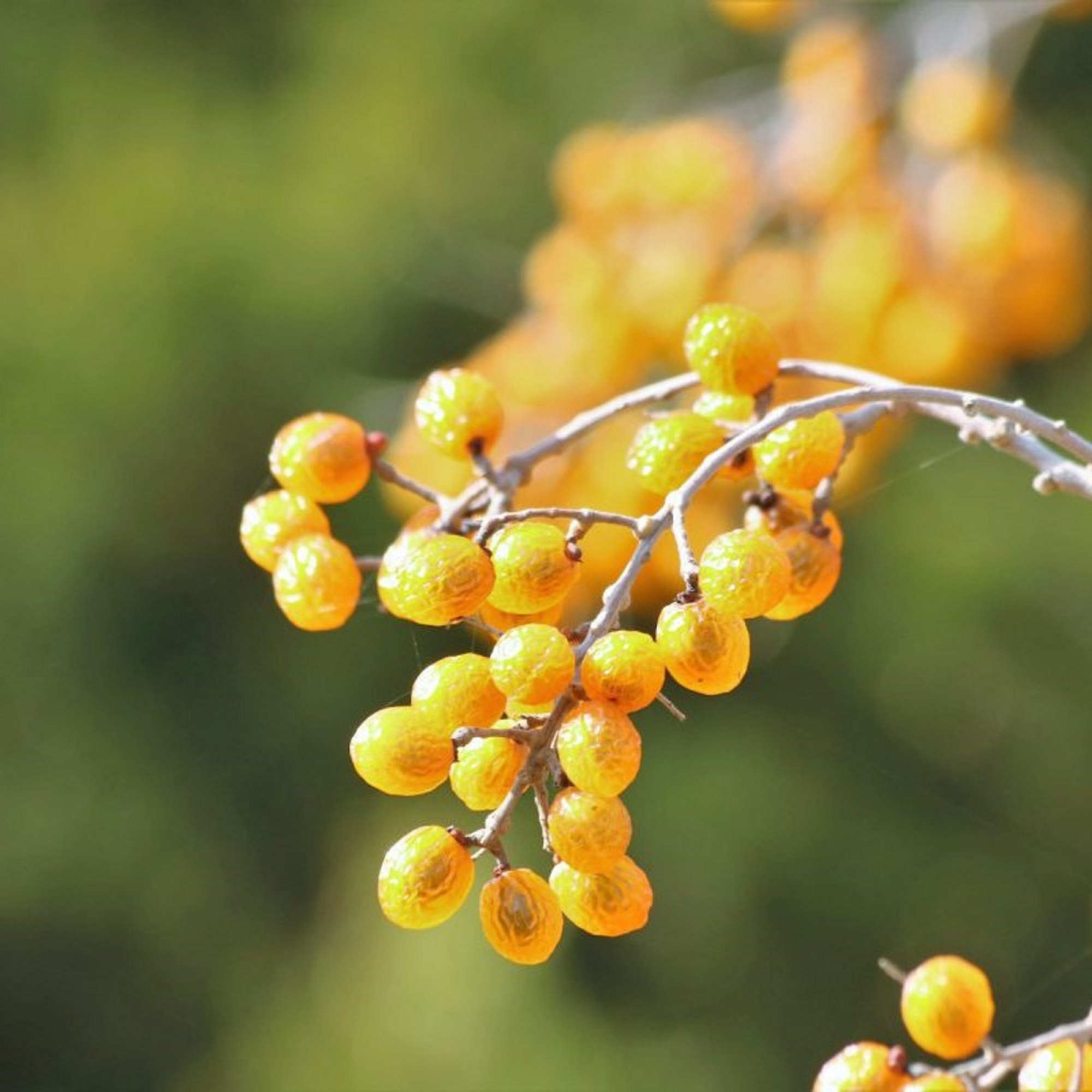 Chinaberry Plant ( Pre-Order for May 2026 )