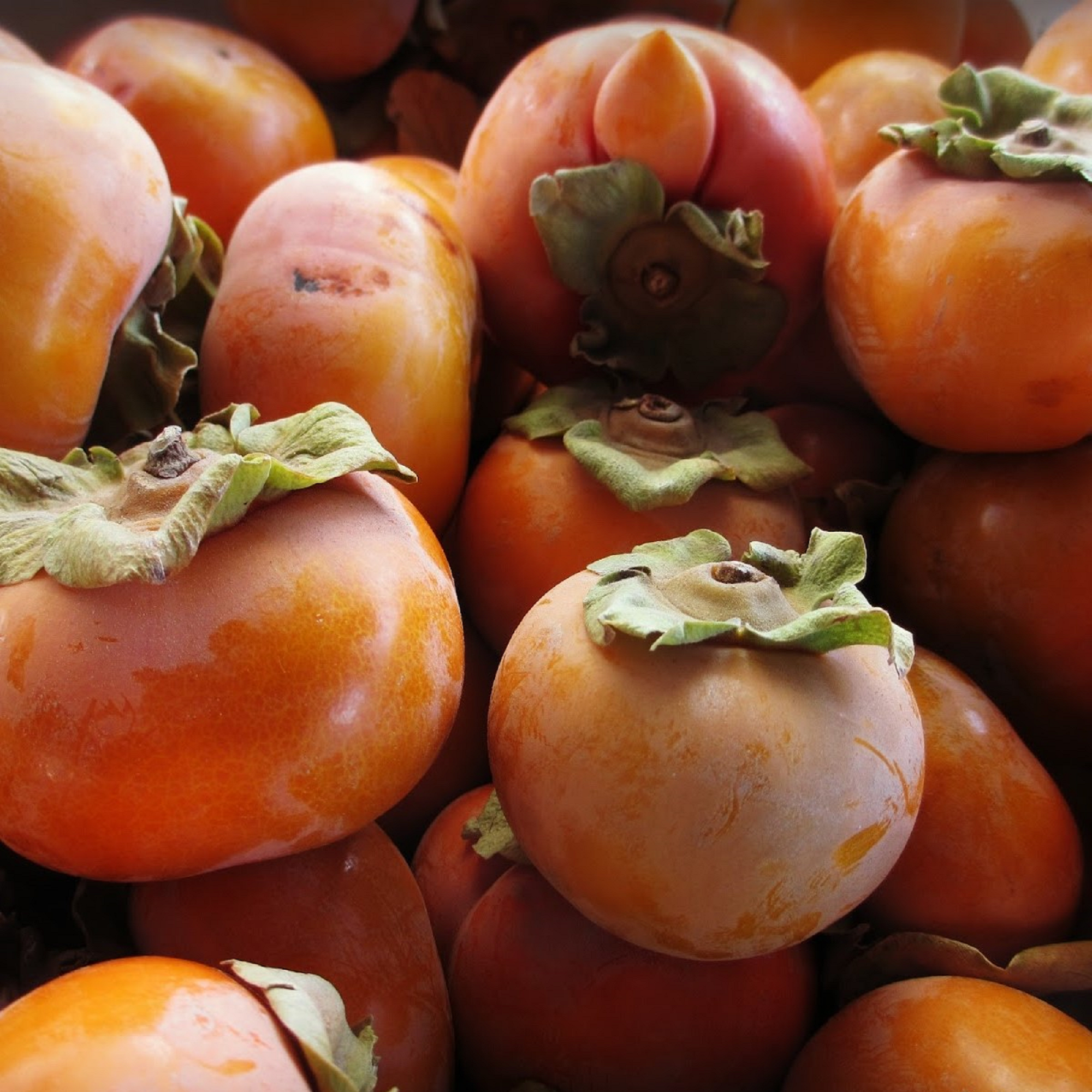 Chocolate Persimmon Plant