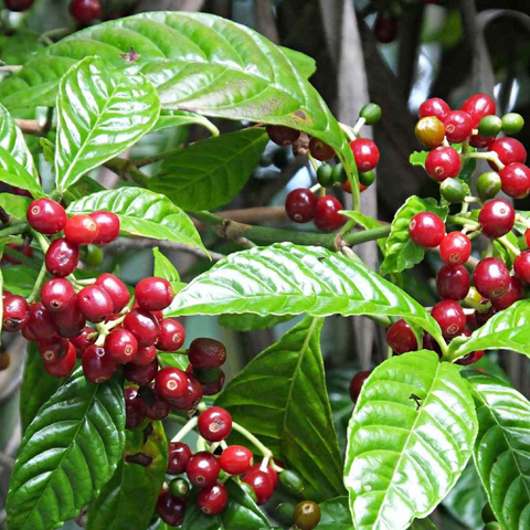 Coffee Plant ( Pre-Order for May 2026 )