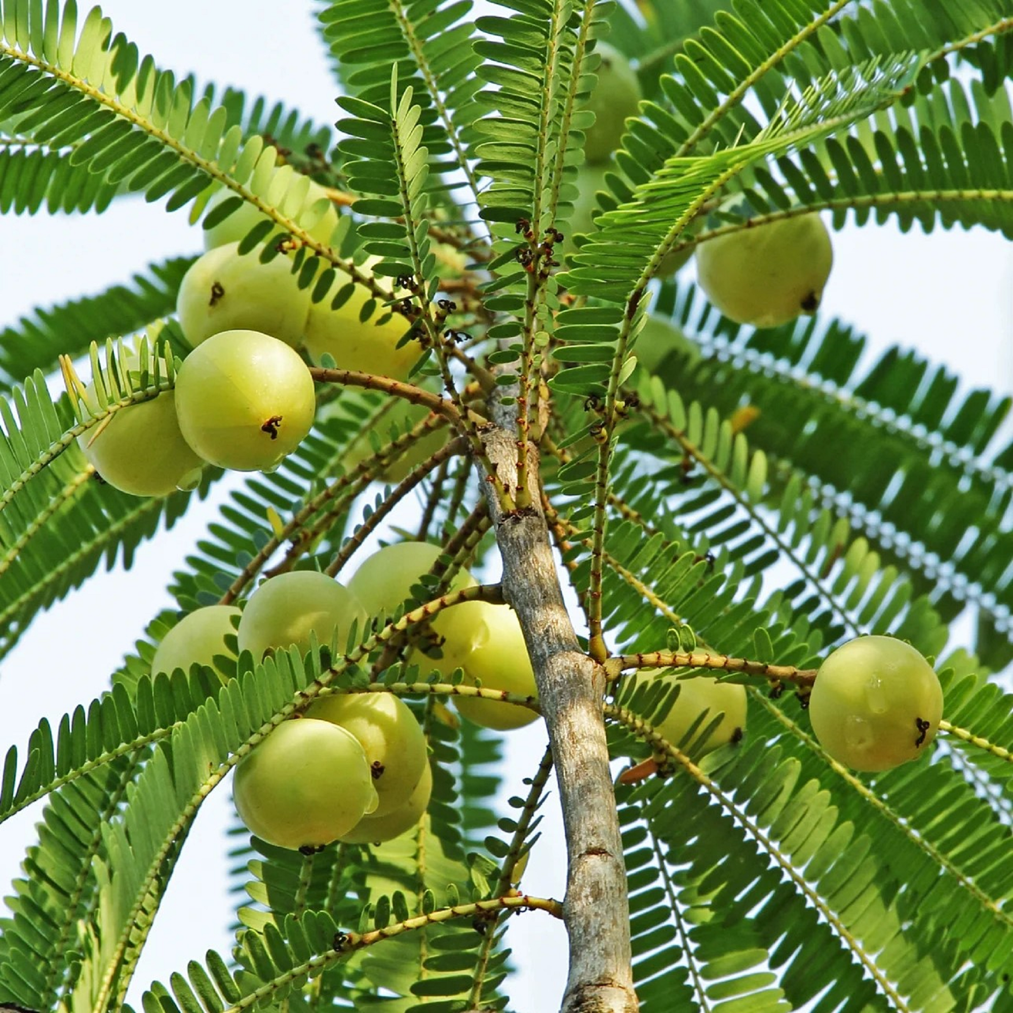 Indian Amla Plant - Pre Order for June 2024
