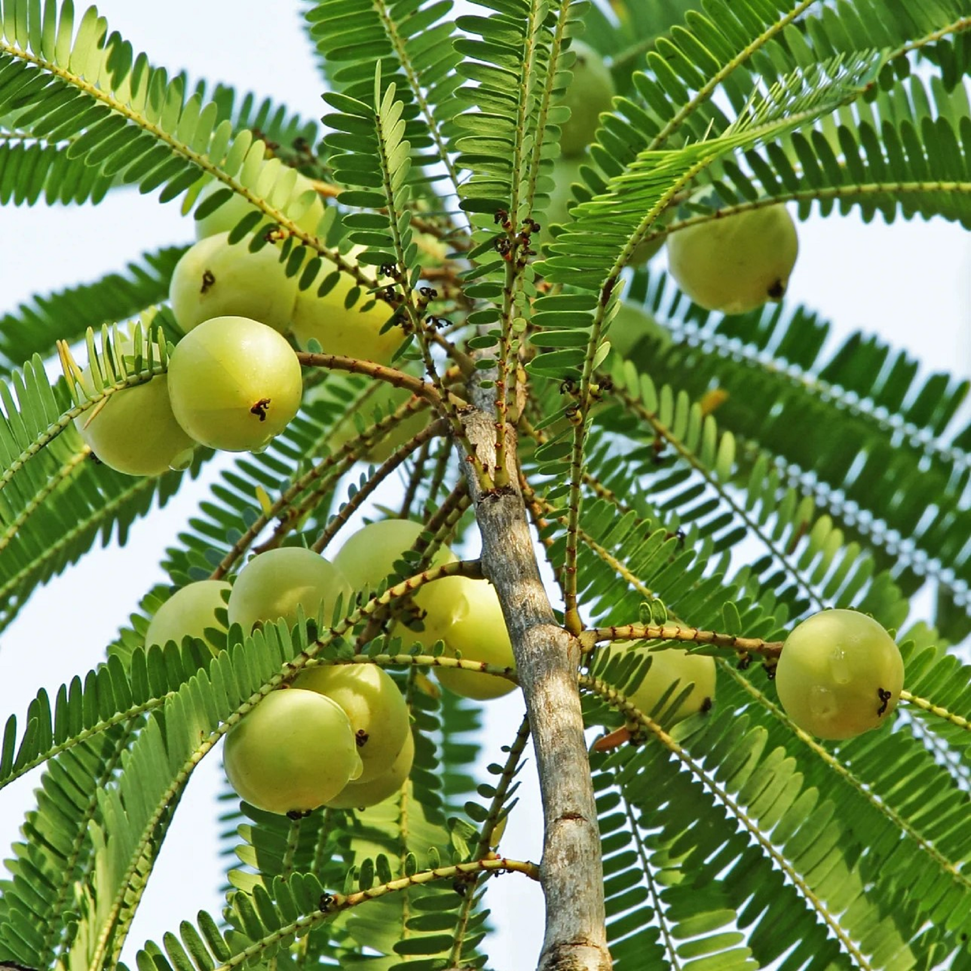 Indian Amla Plant ( Buy 1 Get 1 Free ) ( Pre-Order for May 2026 )