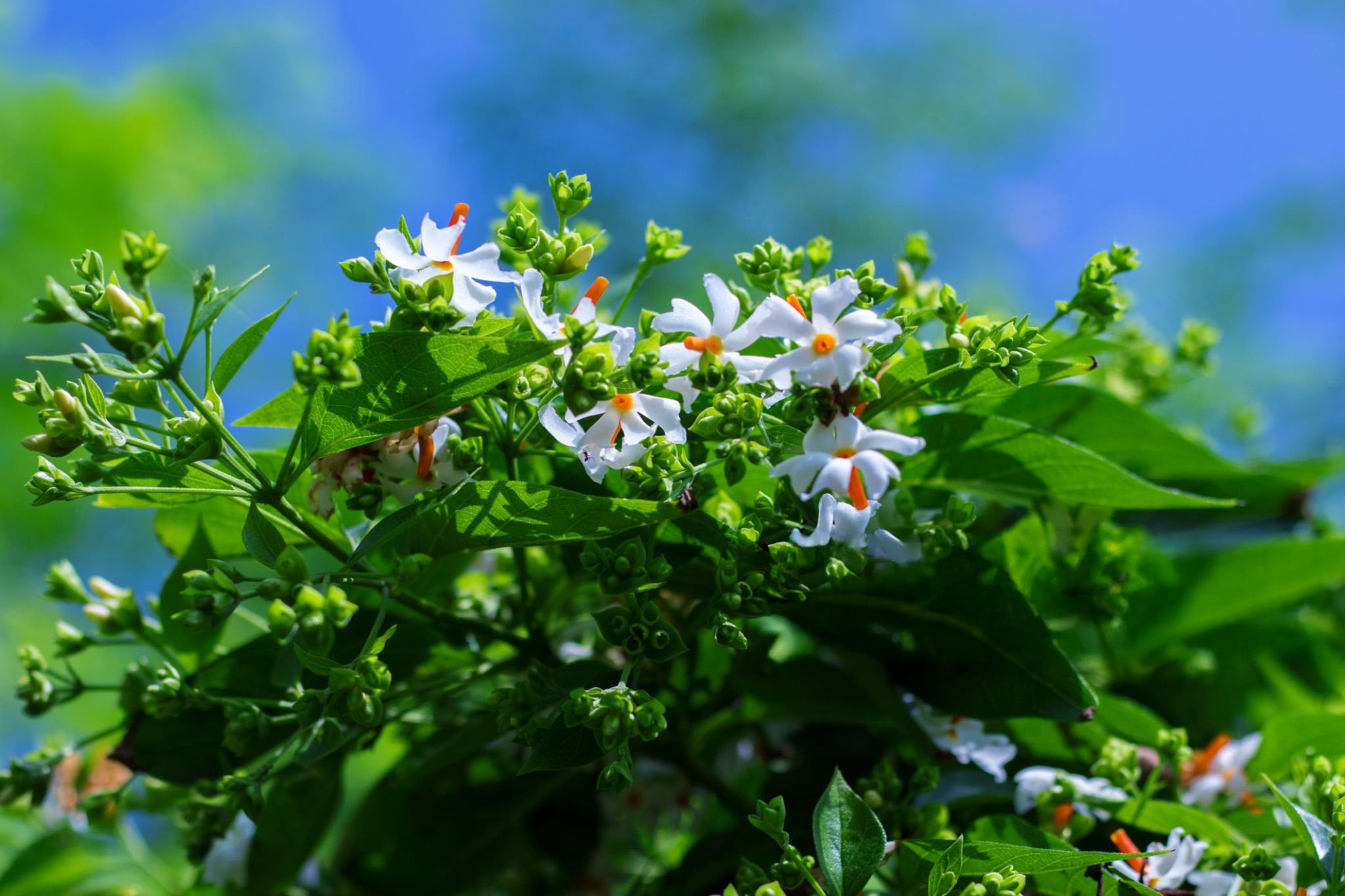 Parijaat (Night Blooming Jasmine)