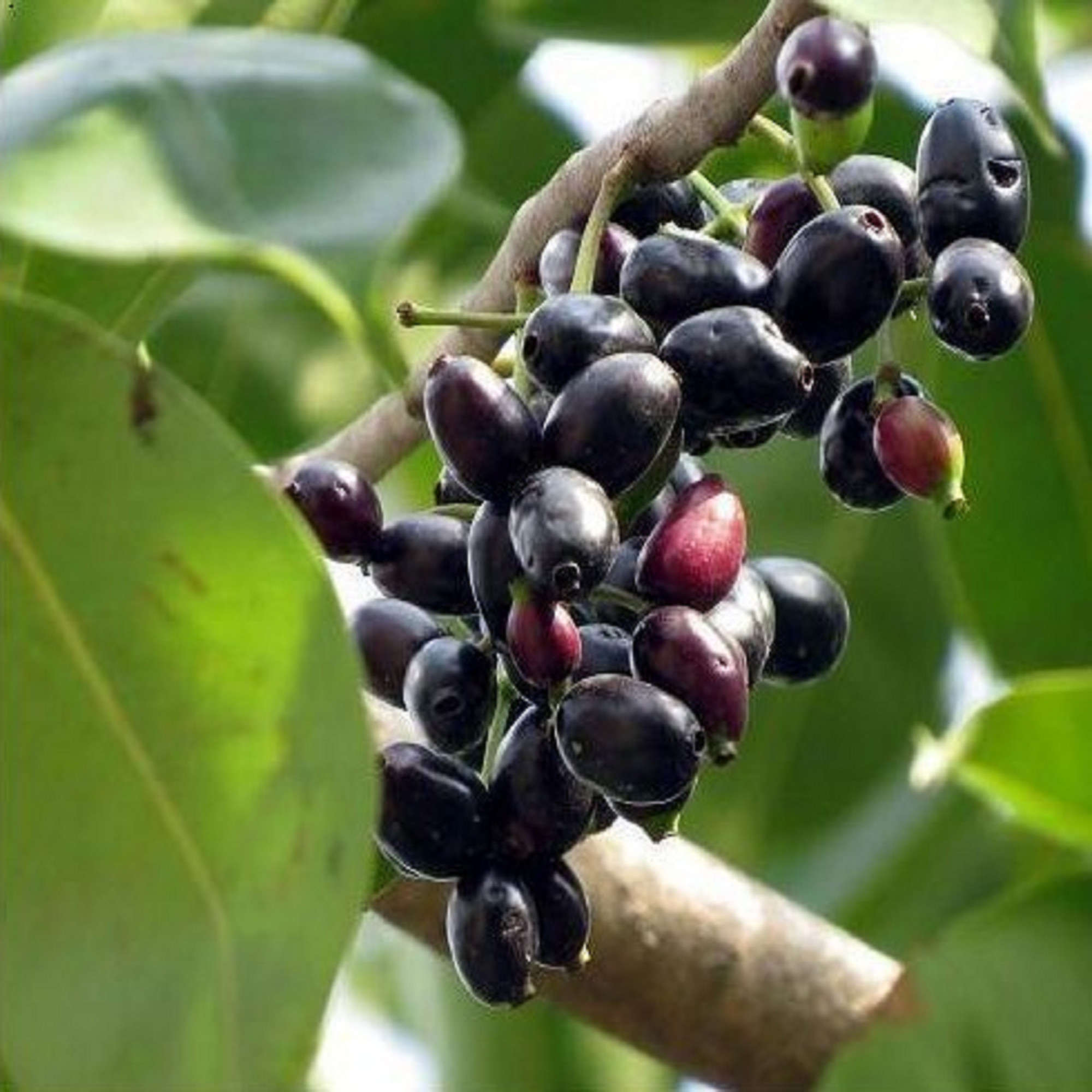 Jambolan Plant (Jamun) ( Pre-Order for May 2026 )