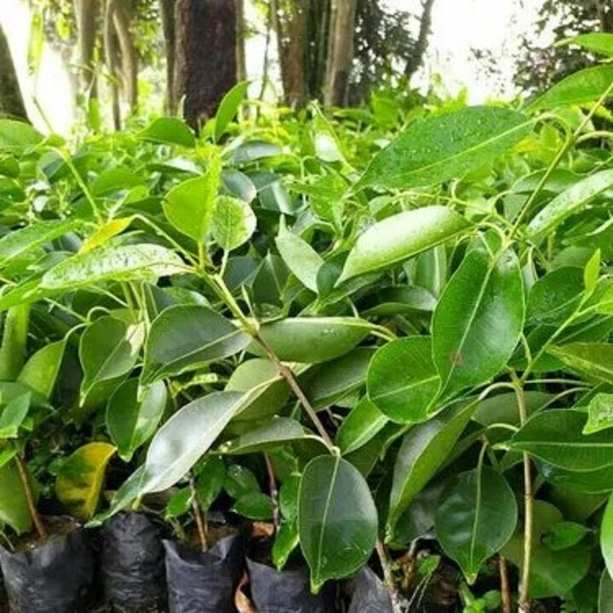 Jambolan Plant (Jamun)