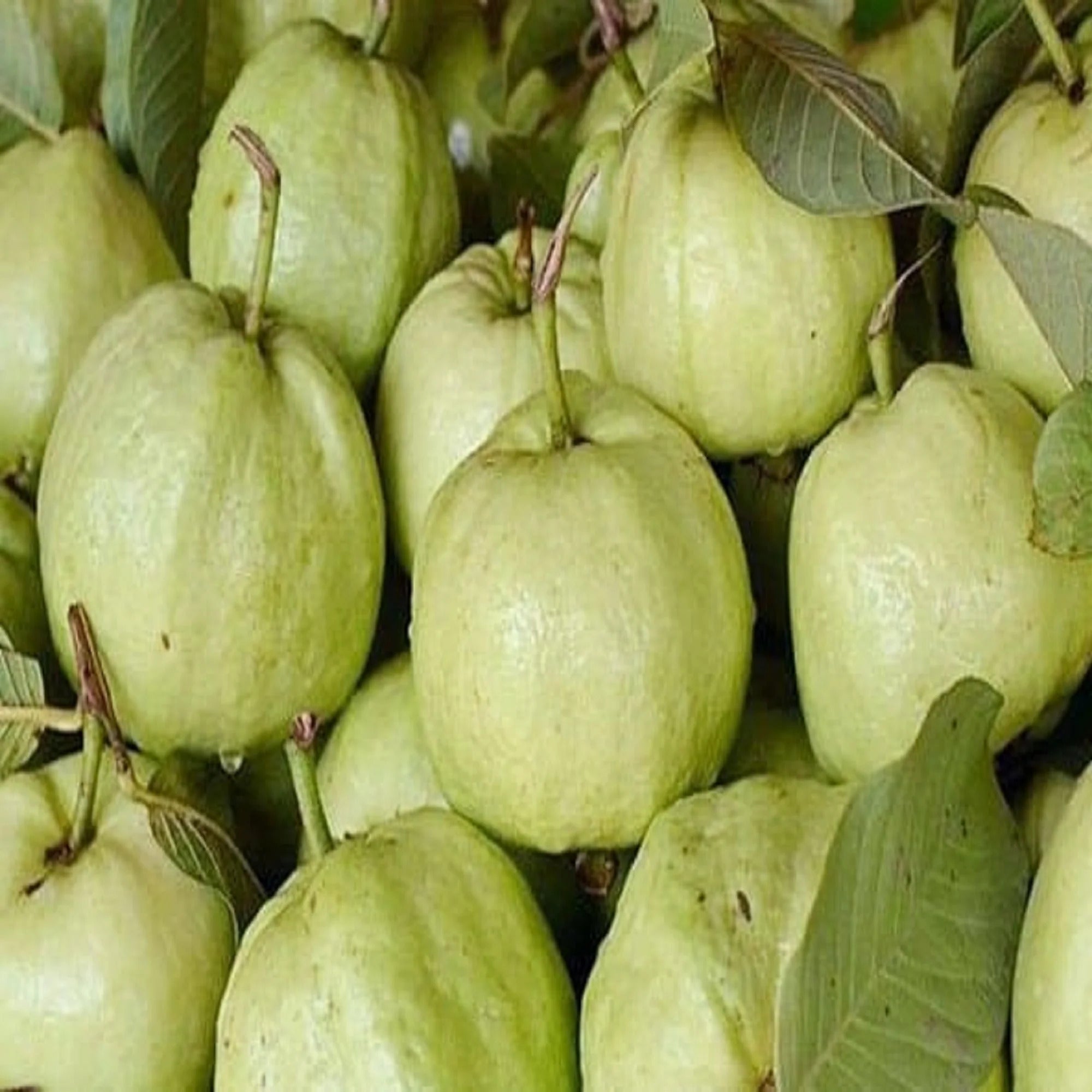 Rare Jumbo Guava - Unrooted Cuttings