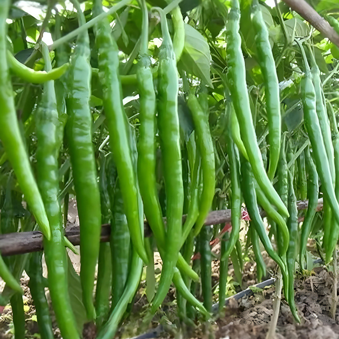 Long Pepper – Starter Plant