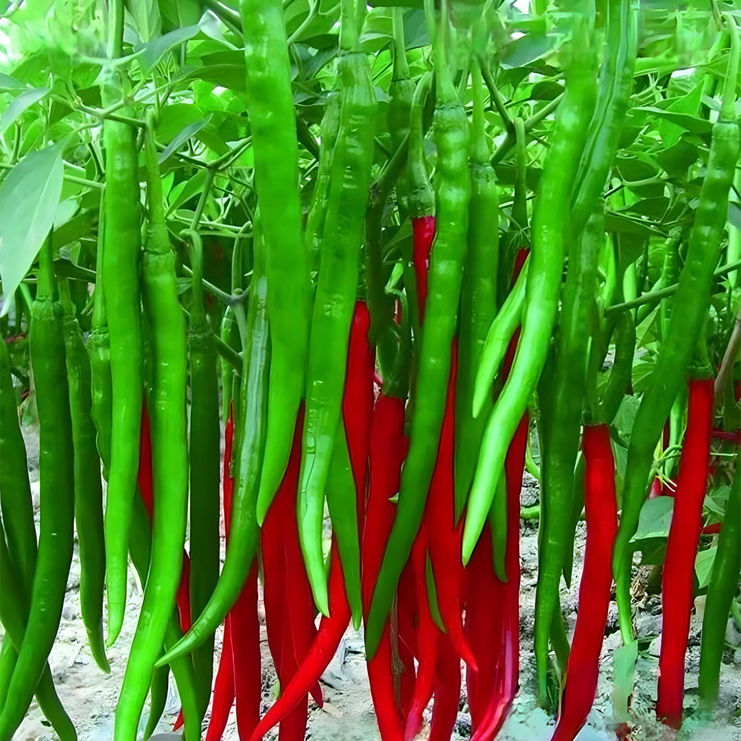 Long Pepper – Starter Plant