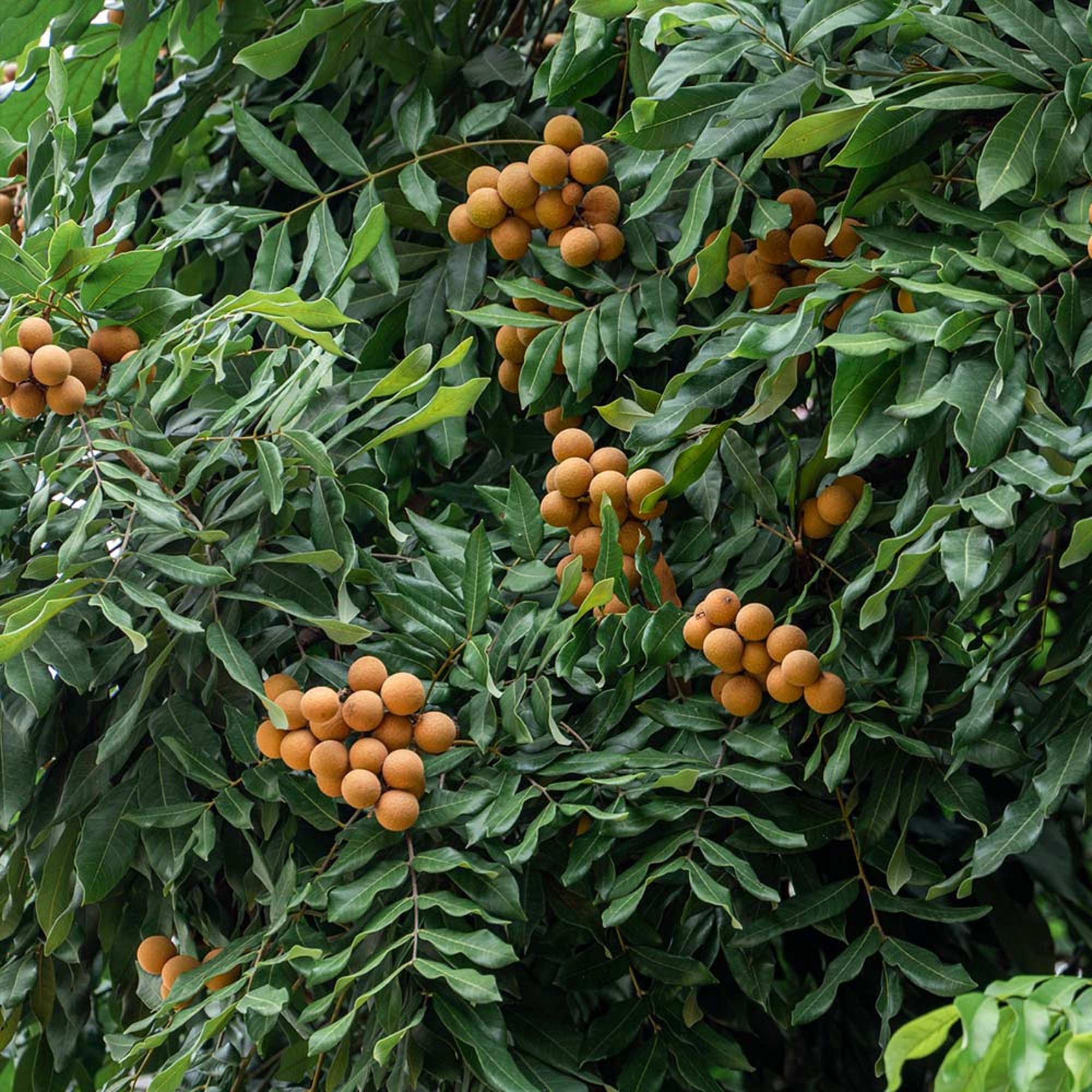 Longan Plant