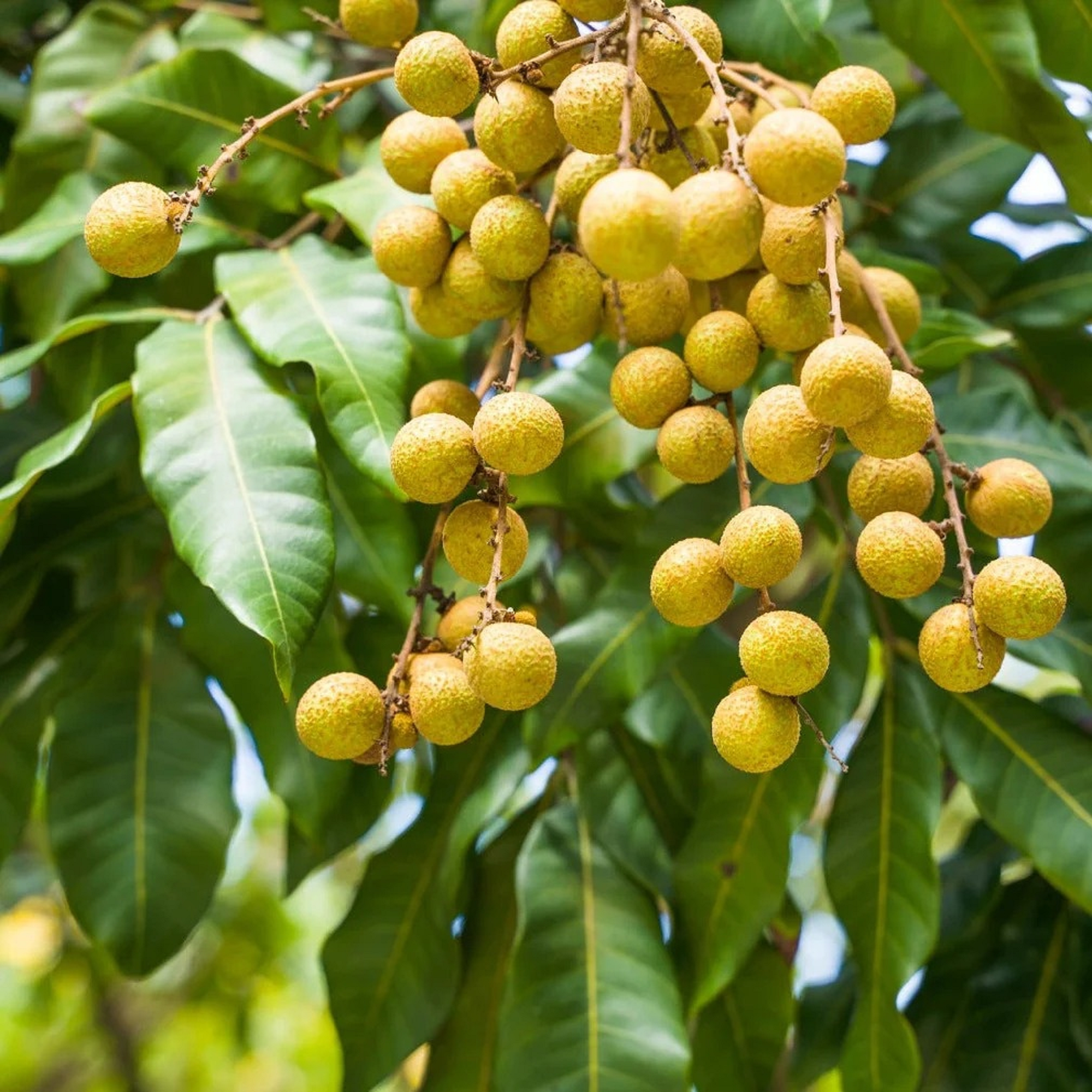 Longan Plant
