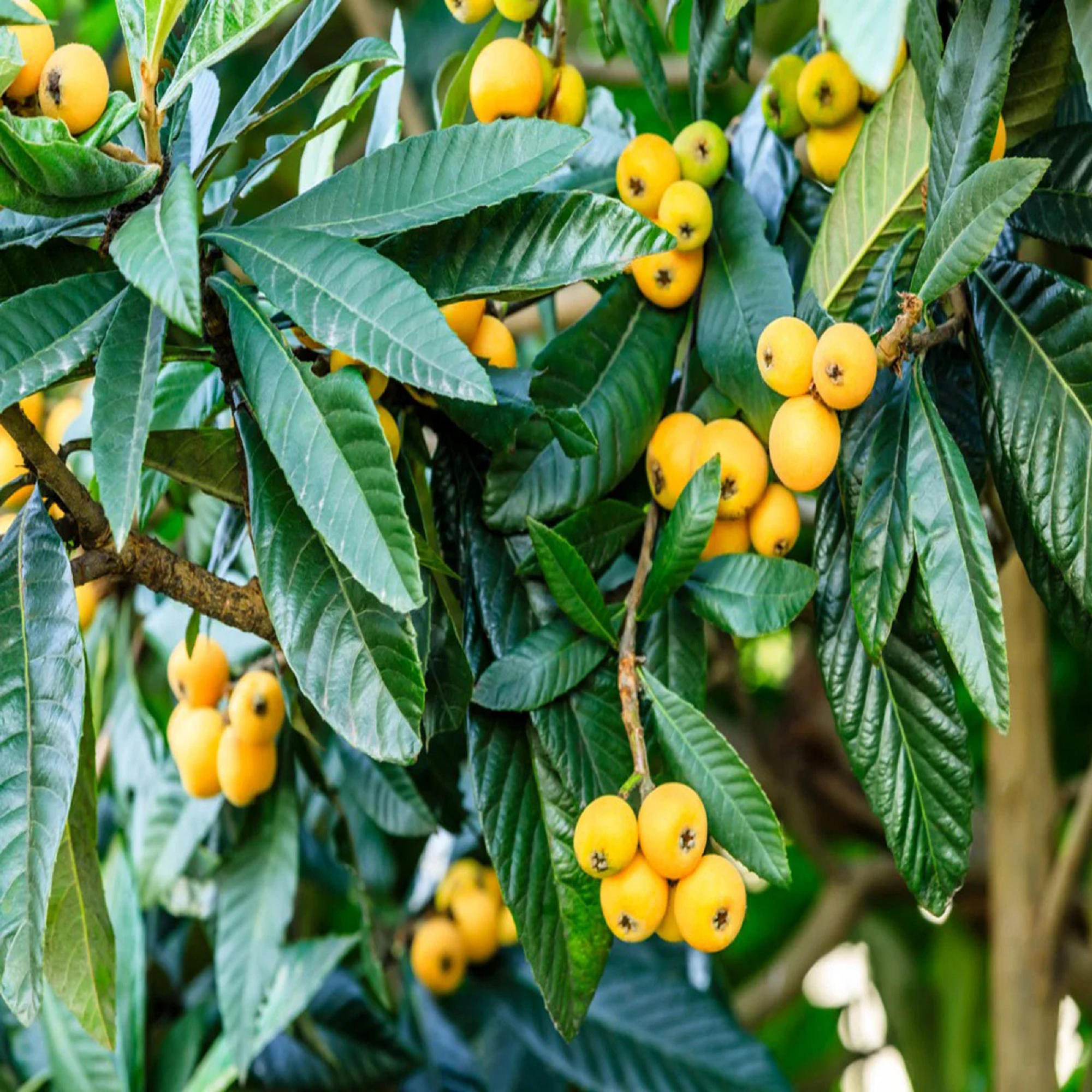 Fresh Loquat Leaves
