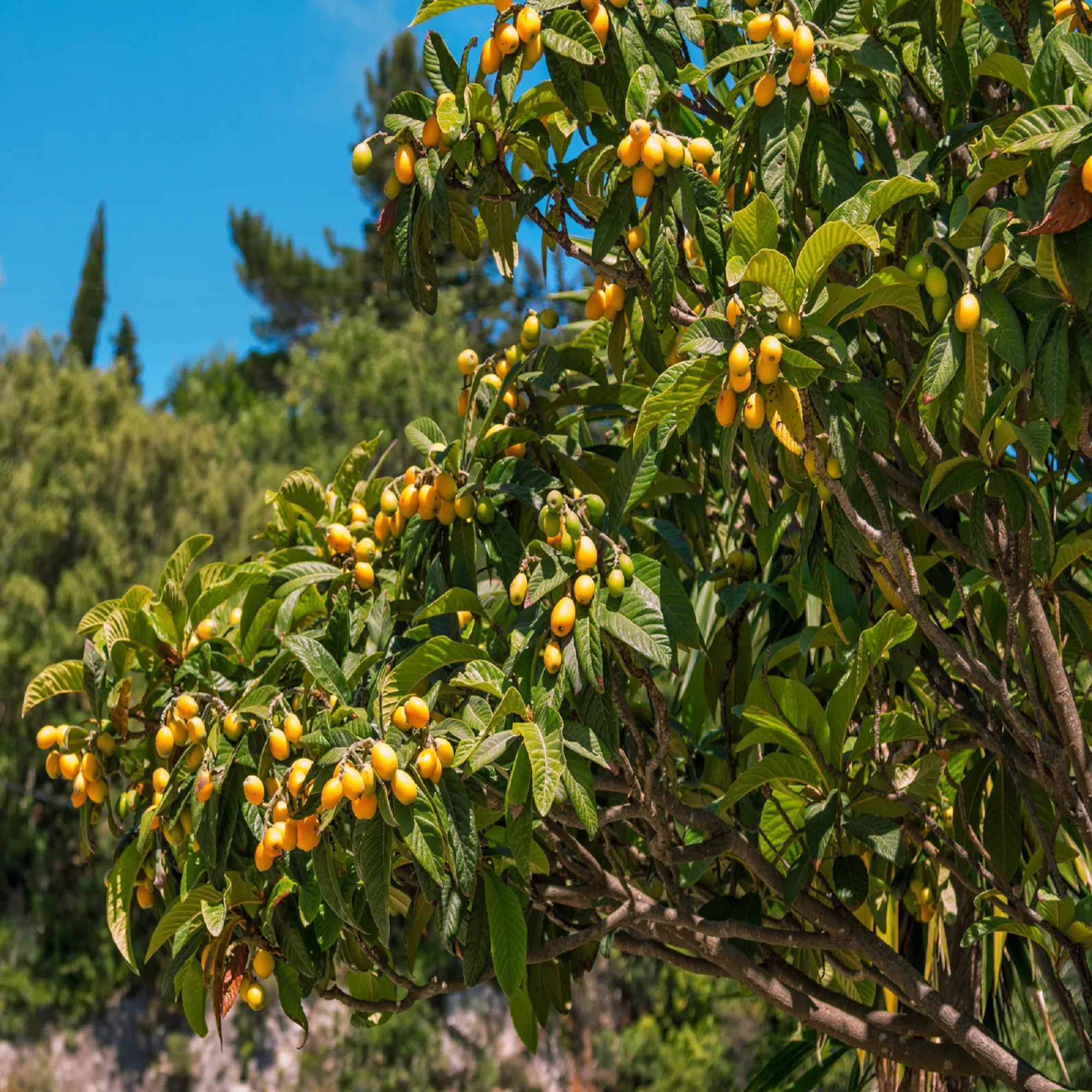 Loquat Plant (Japanese Plum / Chinese Plum / Níspero Japonés) – Tropical Fruit Tree