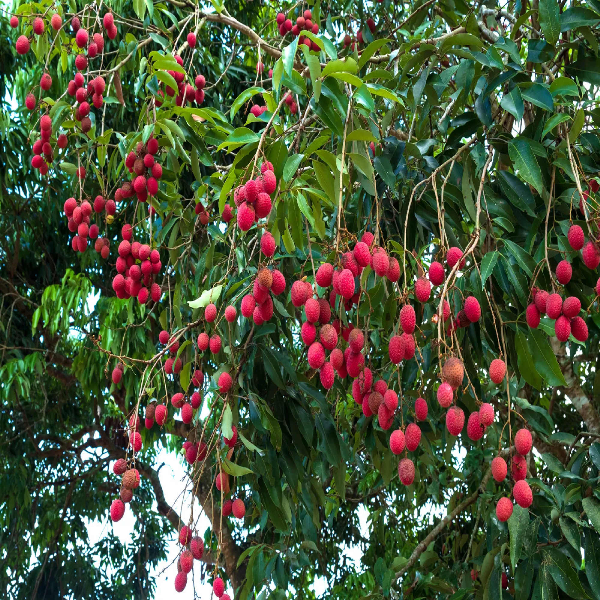Lychee Seedlings ( Pre-Order for May 2026 )