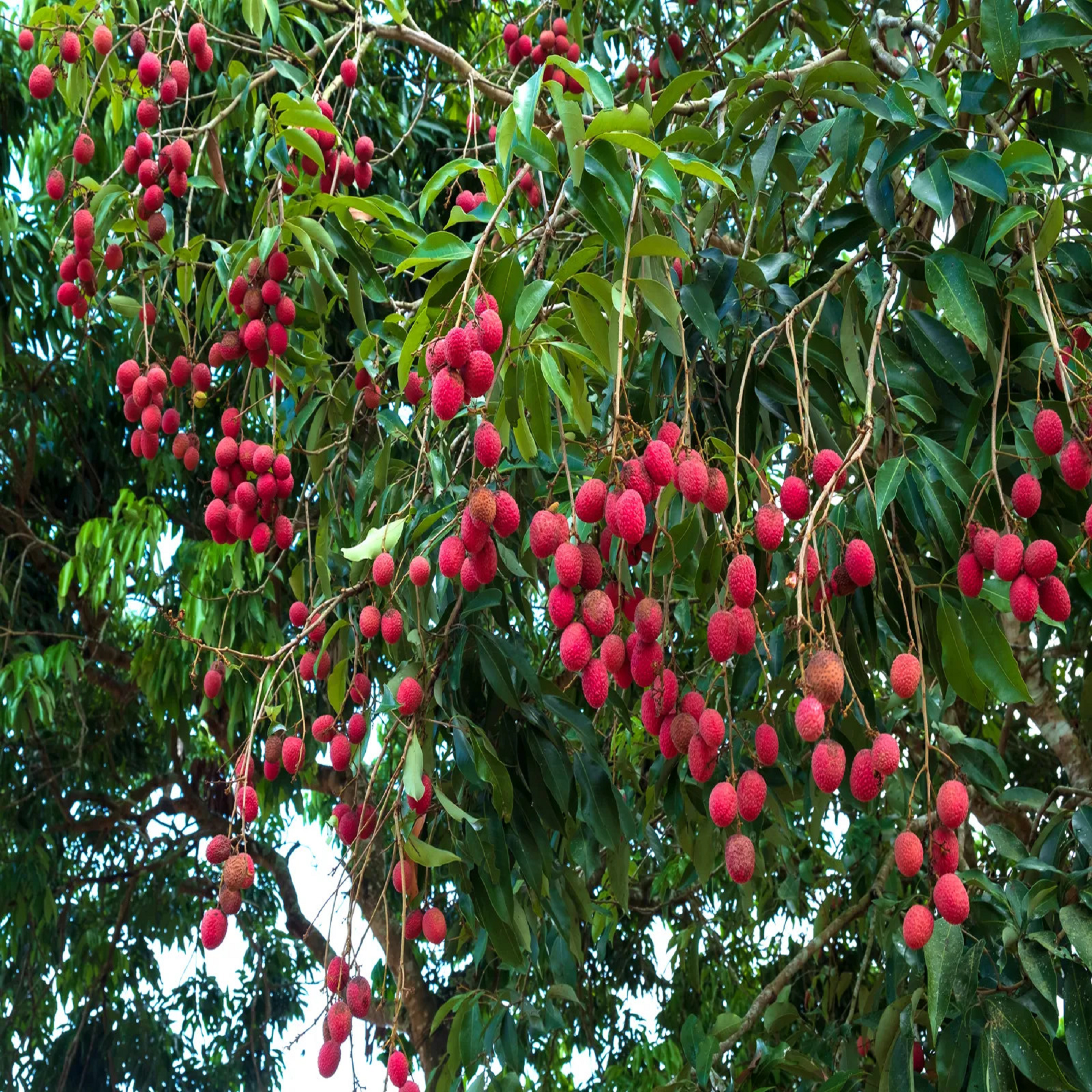 Lychee Seedlings