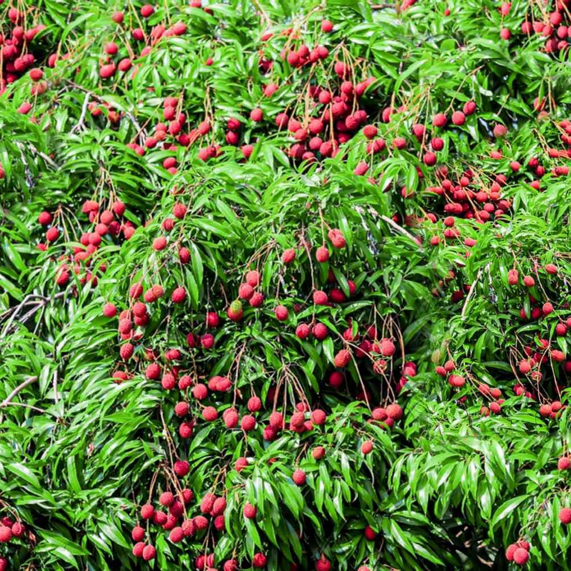 Lychee Seedlings ( Pre-Order for May 2026 )