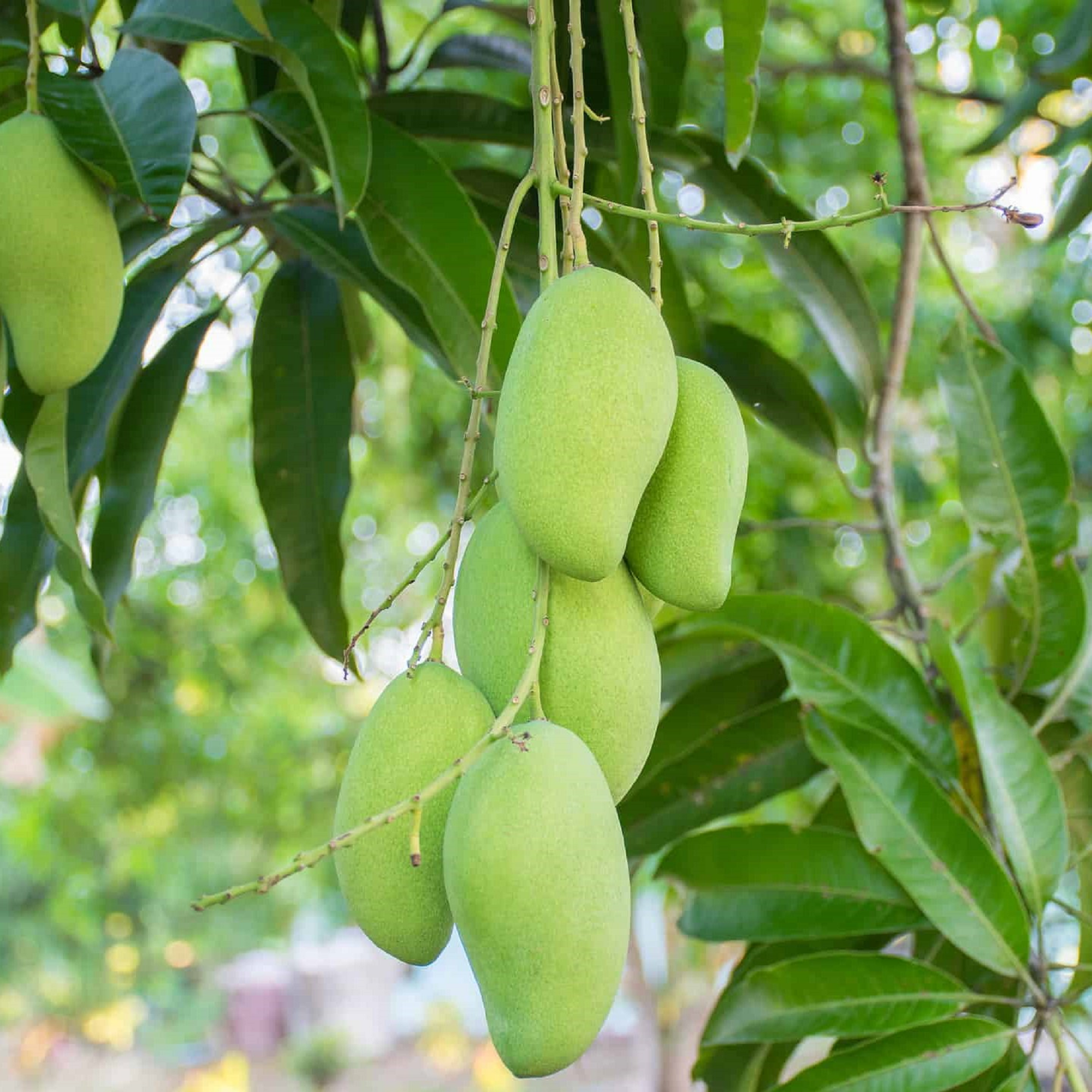 Manila Mango Seedlings
