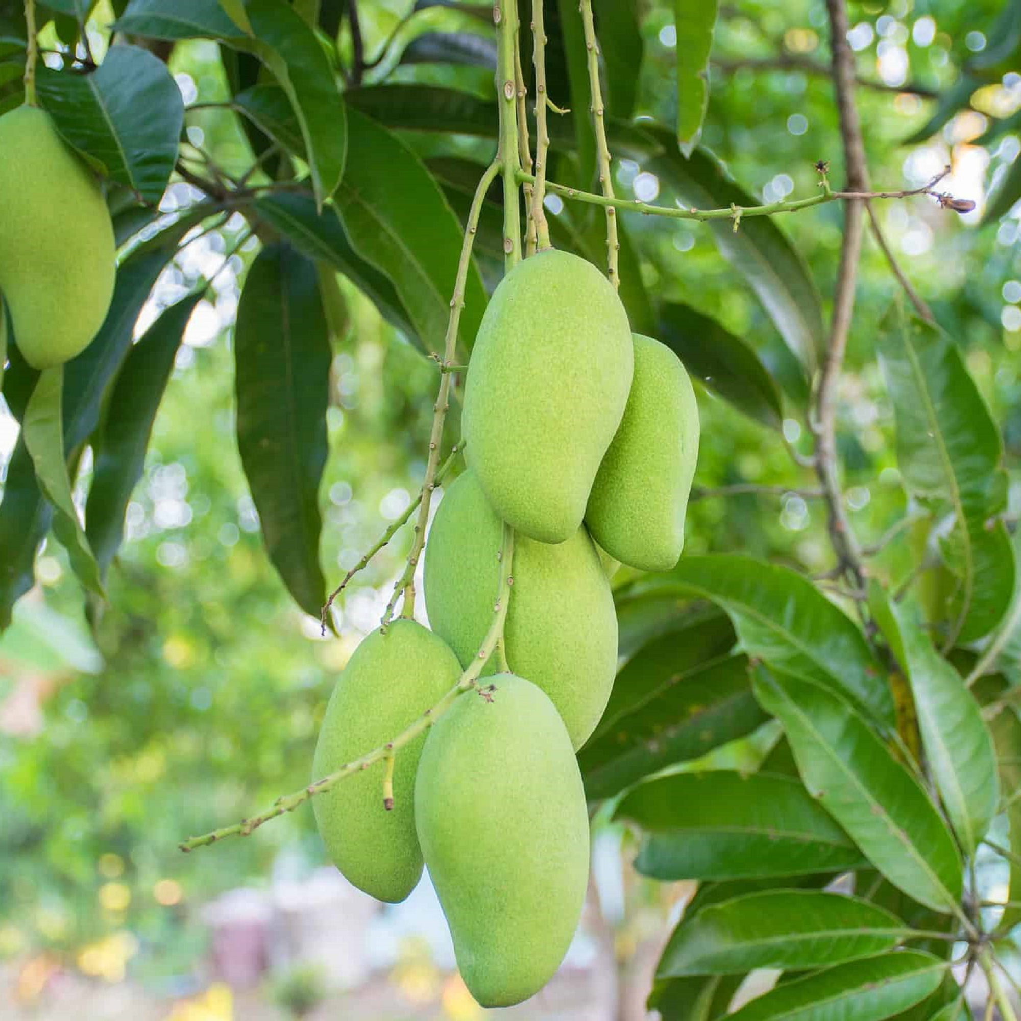 Manila Mango Seedlings ( Pre-Order for May 2026 )