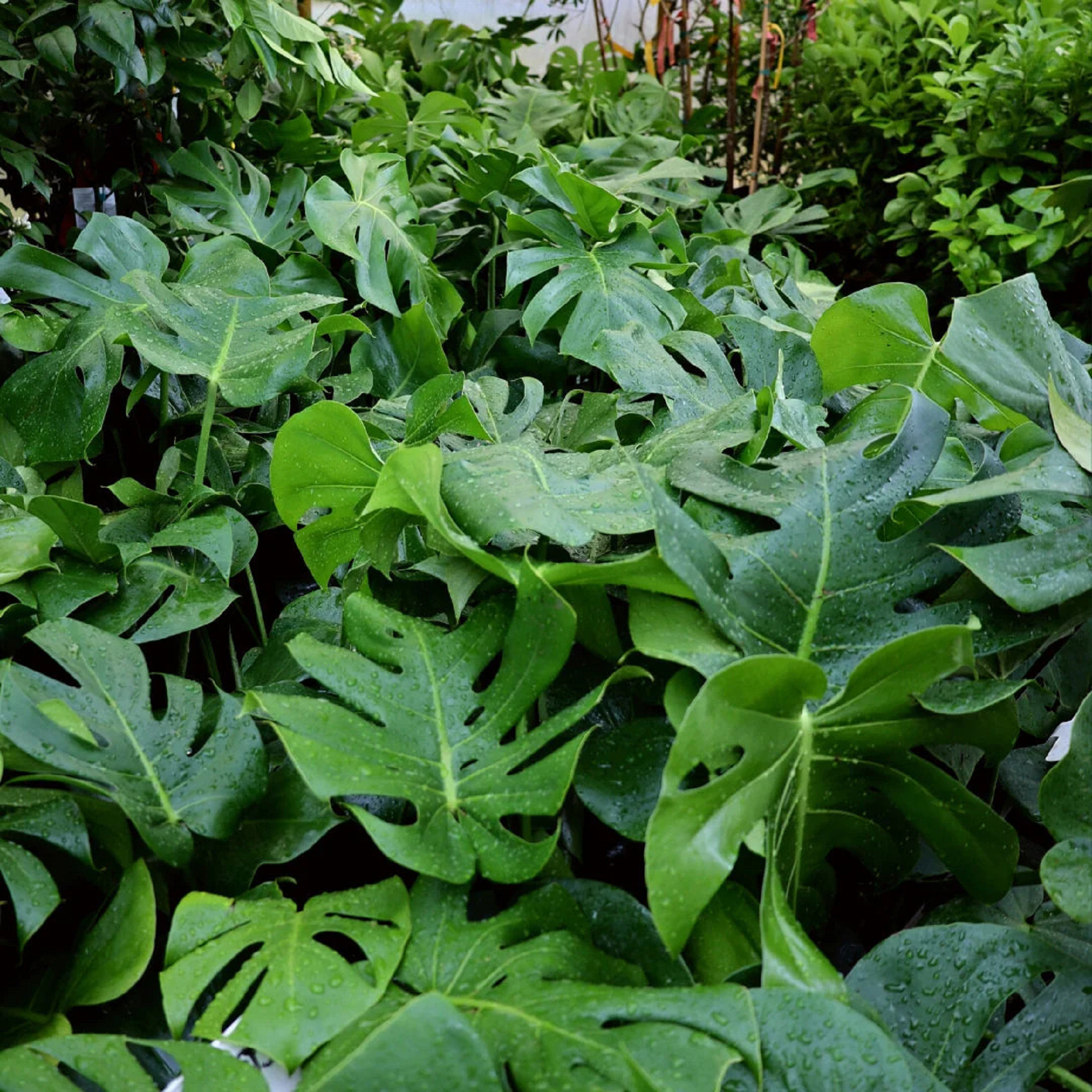 Monstera Plant